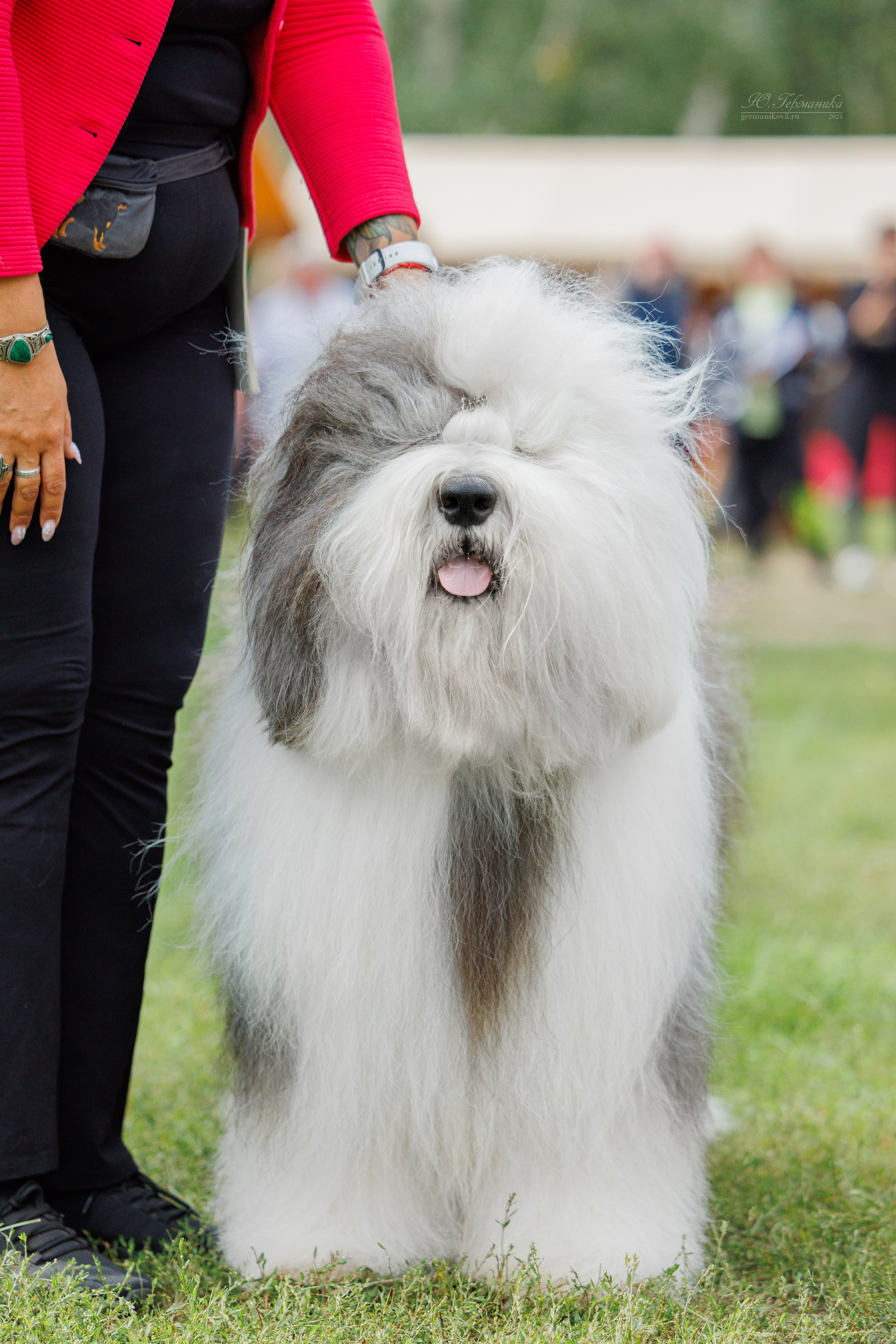 Астана 2хCACIB 17-18.08.2024. Фотограф-анималист Юлия Германика