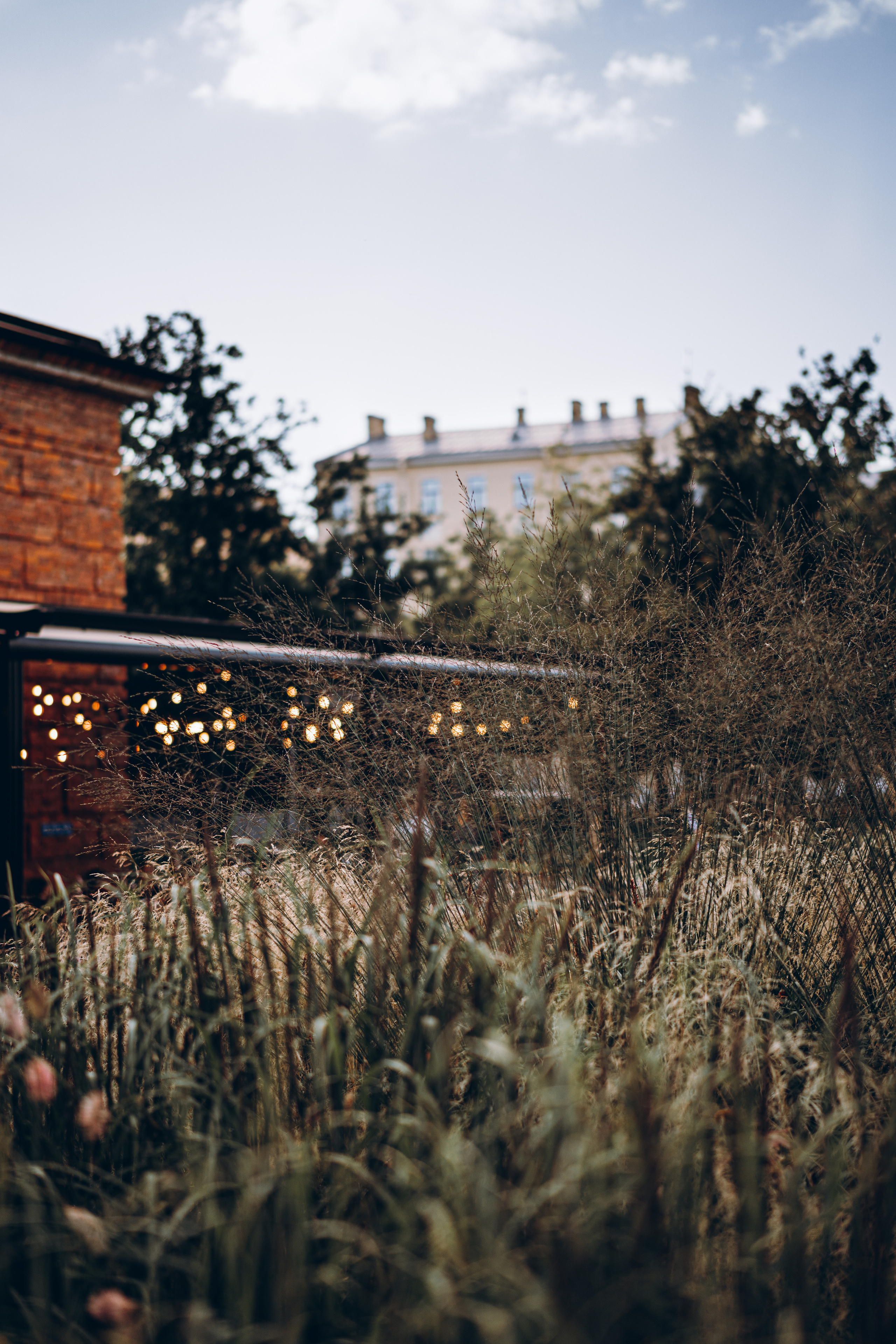 Катя и травы. Фотограф в Санкт-Петербурге Батурина Елена