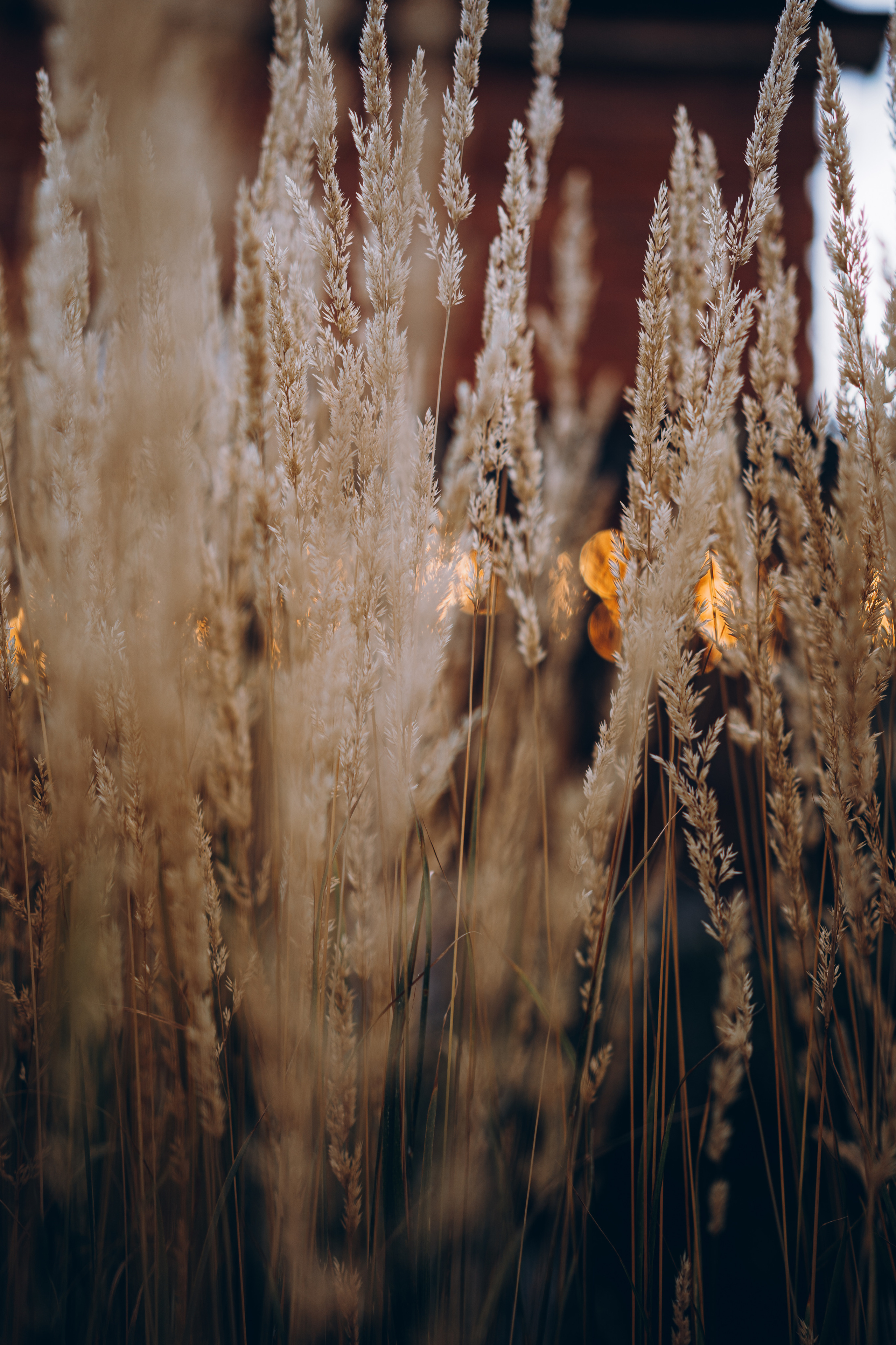 Катя и травы. Фотограф в Санкт-Петербурге Батурина Елена