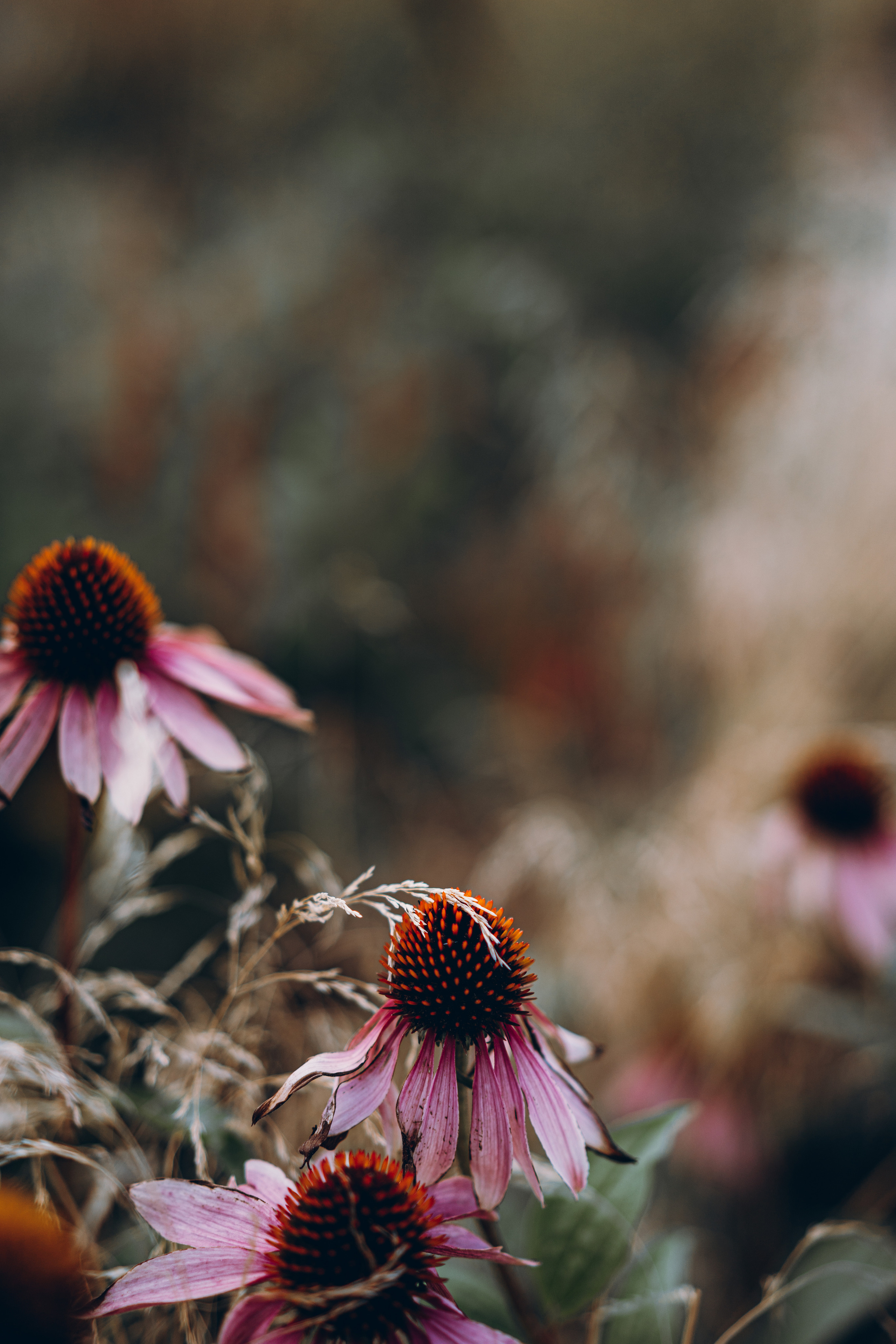 Катя и травы. Фотограф в Санкт-Петербурге Батурина Елена