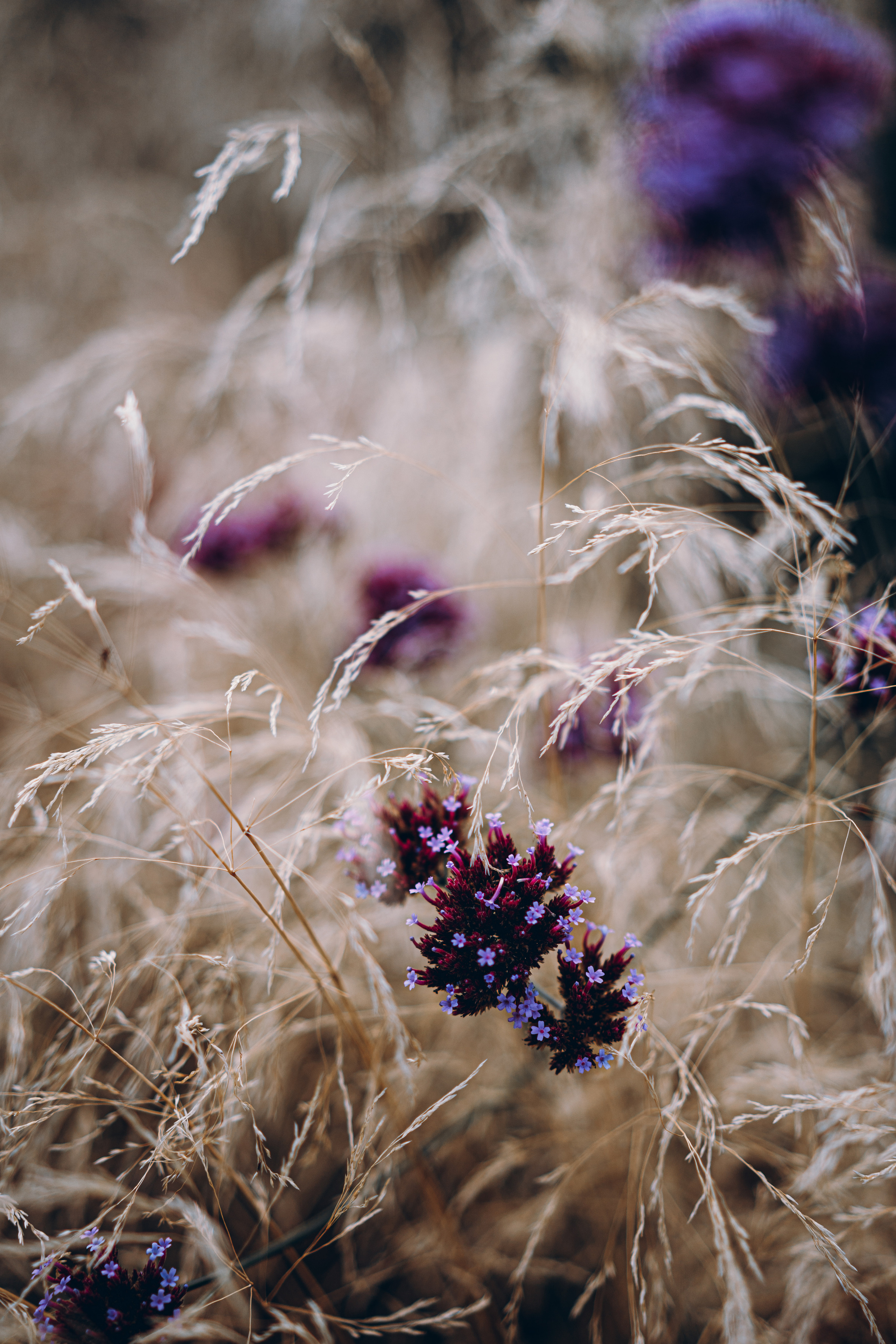 Катя и травы. Фотограф в Санкт-Петербурге Батурина Елена