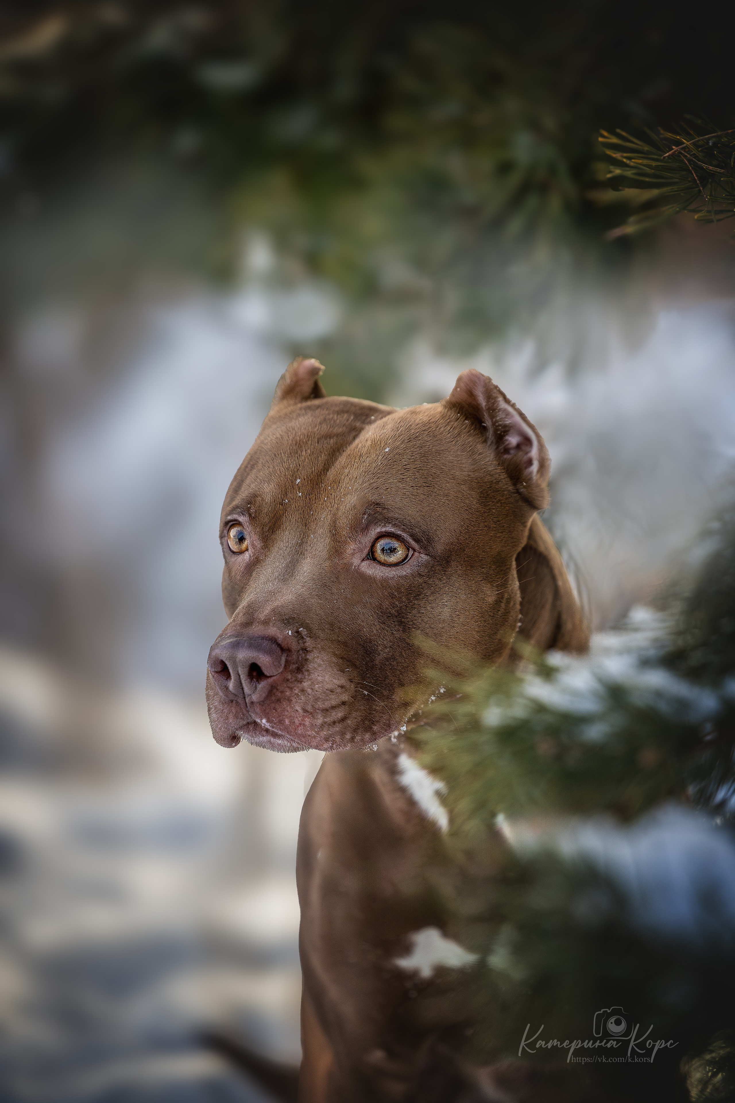 Питбуль Гринч. Главная