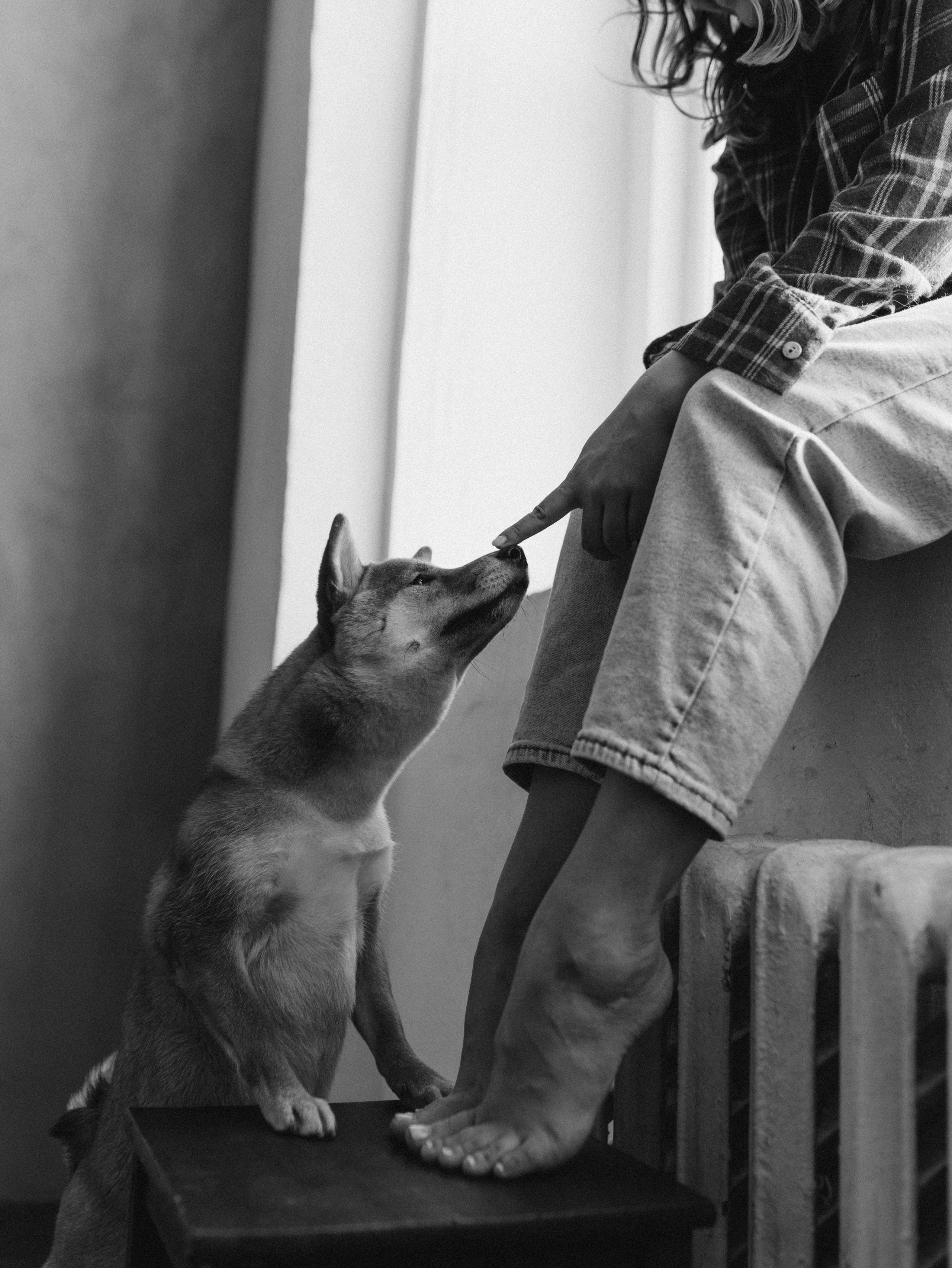 Мика и Настя. Фотограф-анималист в Москве Кириллова Татьяна