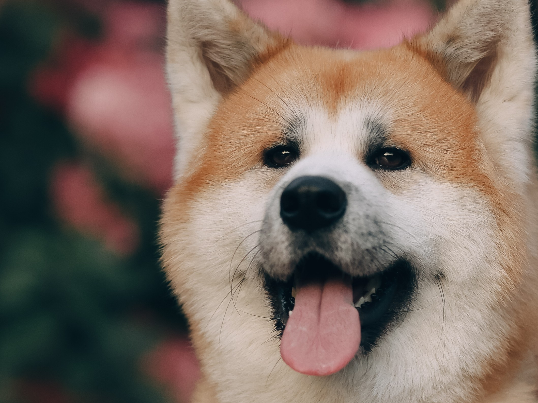 Гранд, Вика и Степан. Фотограф-анималист в Москве Кириллова Татьяна