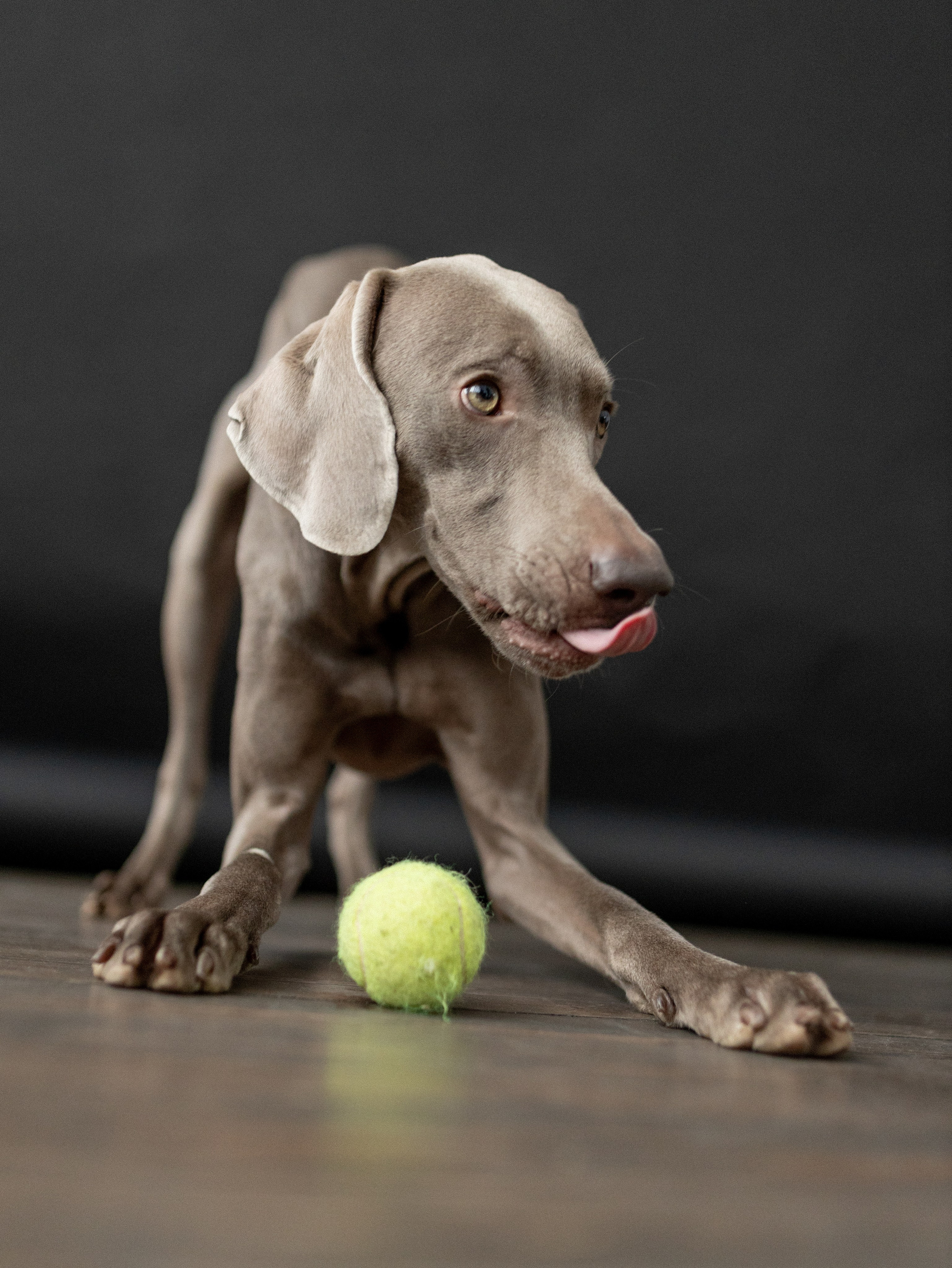 Сенча и Даша. Фотограф-анималист в Москве Кириллова Татьяна