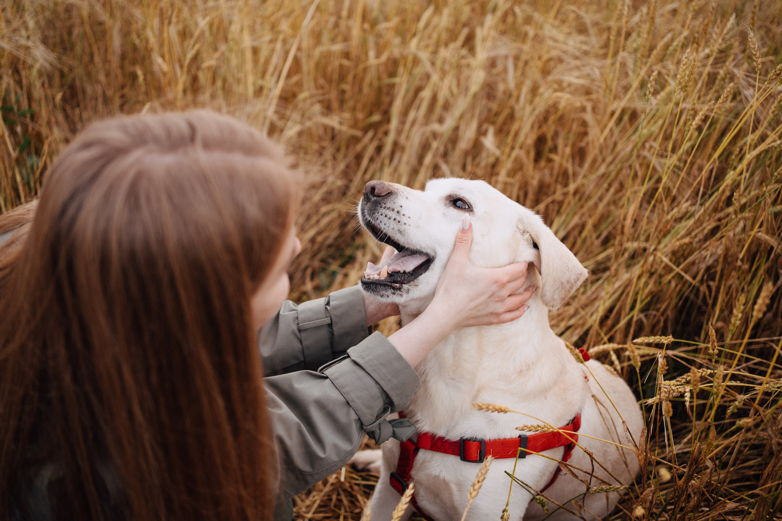 Дана и Арчи. Фотограф-анималист Анастасия Большакова