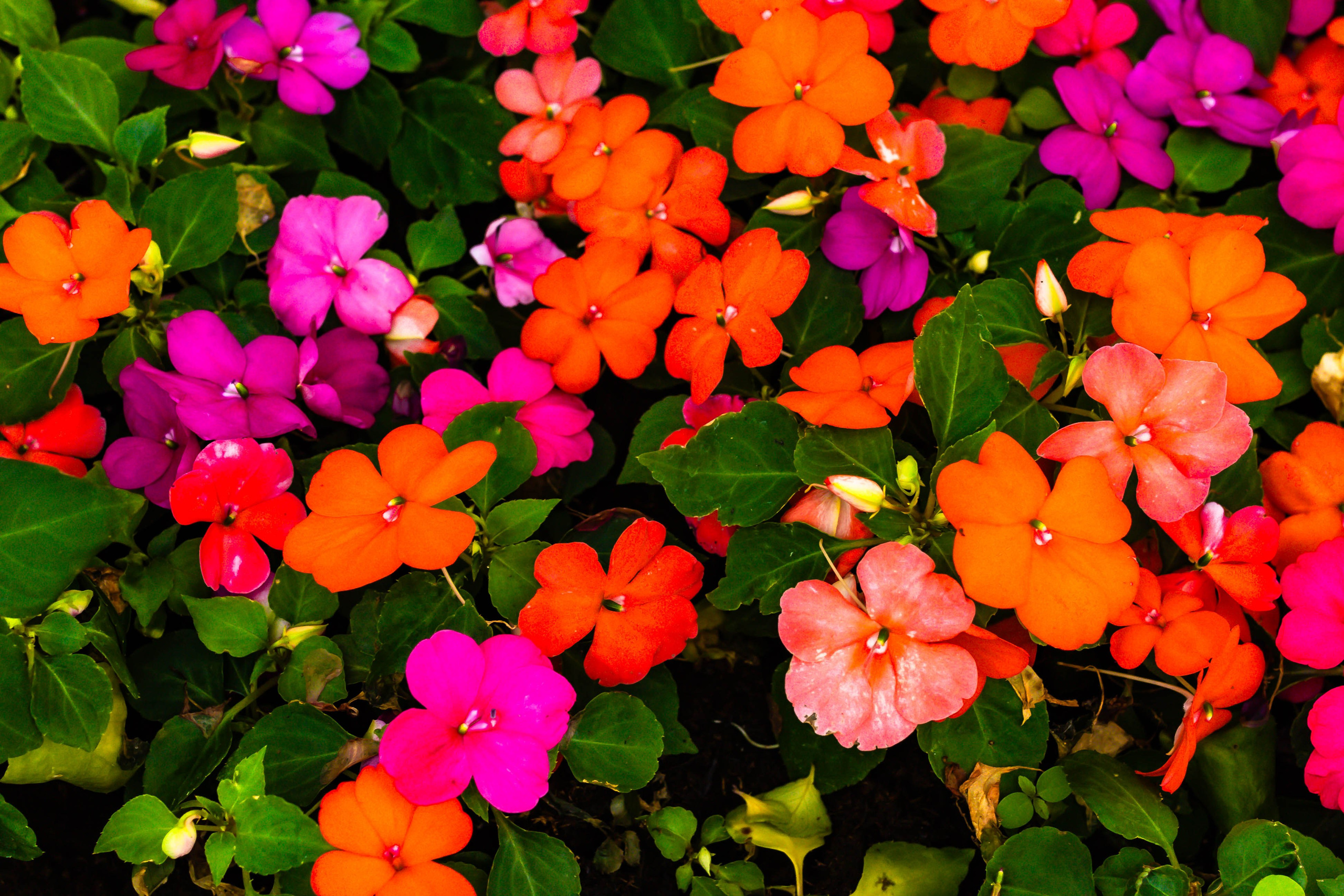 Фотографии природы Липецка. Свадебный и семейный фотограф Виолетта в Липецке