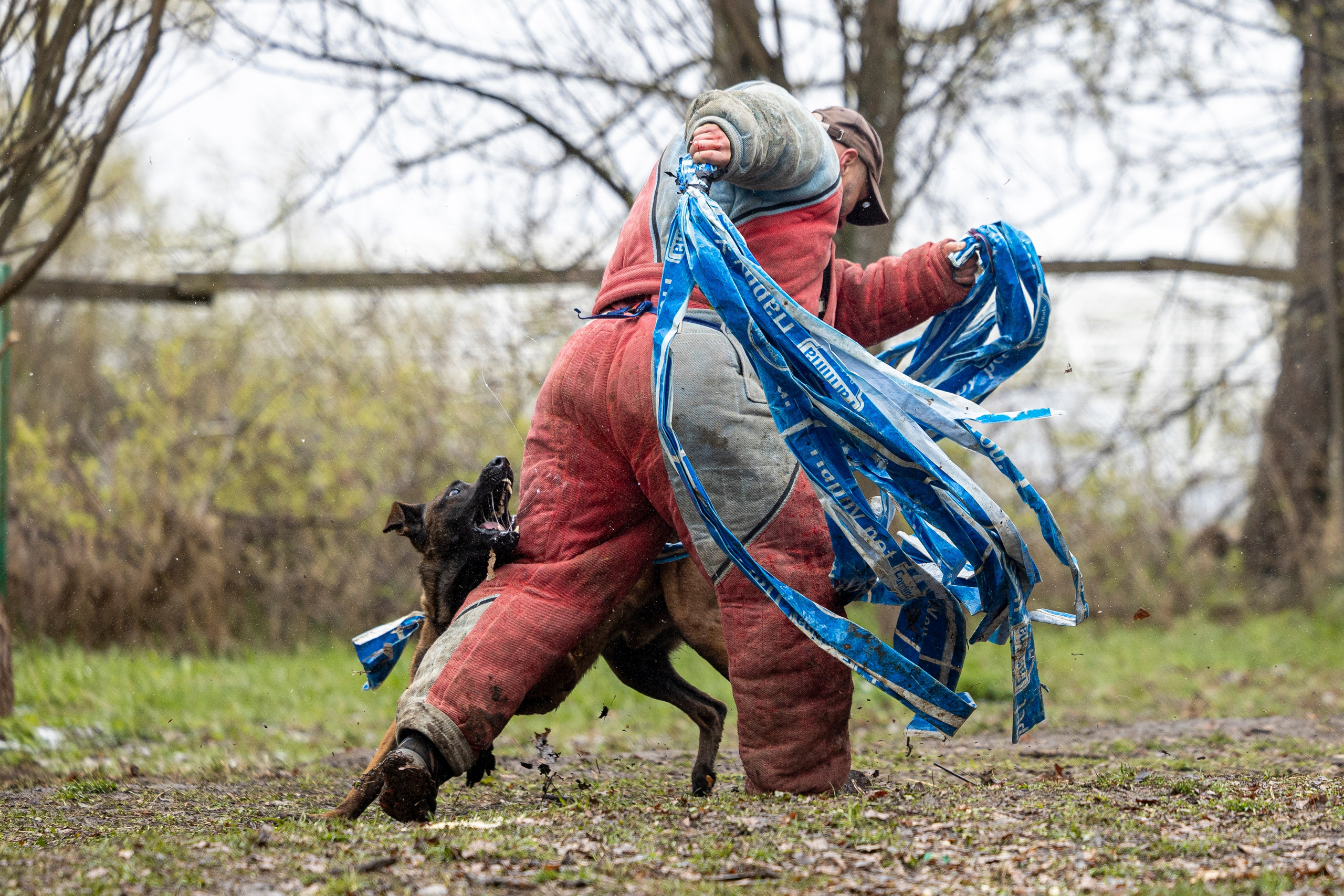 Квалификационные состязания по мондьорингу г. Вологда 11.05.24. Фотограф-анималист Анна Маринич