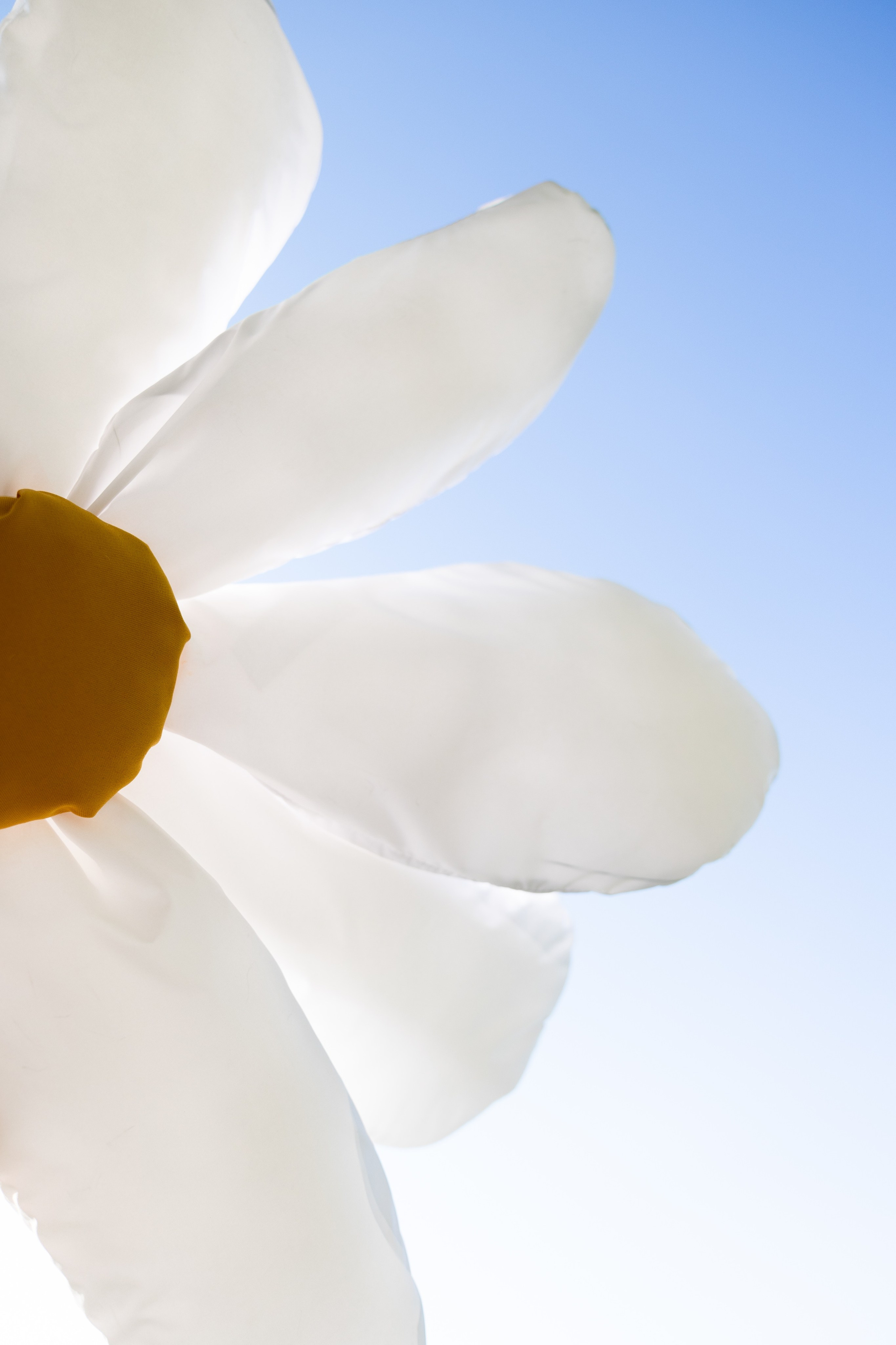 Ромашки. Свадебный фотограф Воронеж Москва СПБ