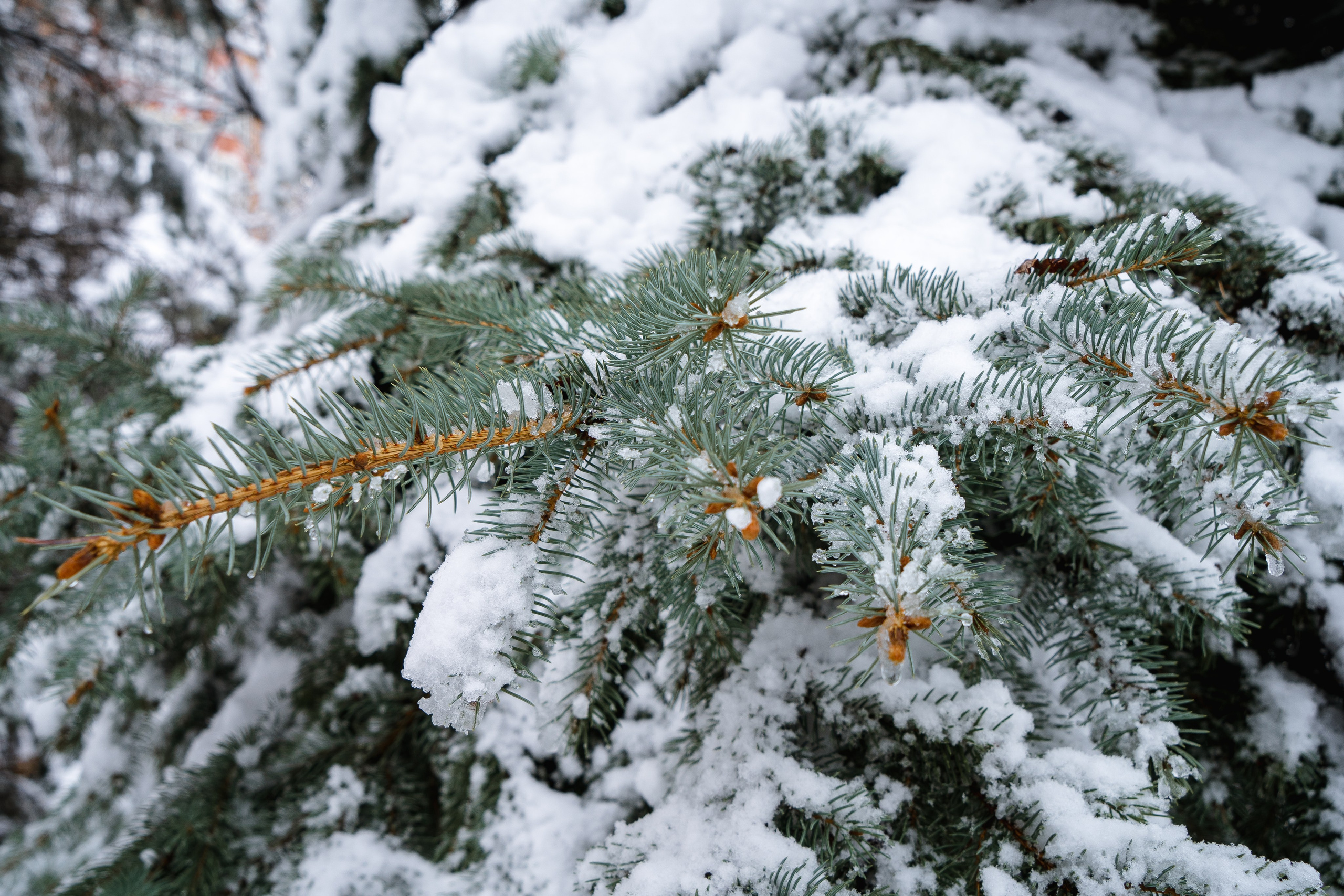 Зима 2024. Свадебный и семейный фотограф/видеограф в Краснодаре Наталья Осинская