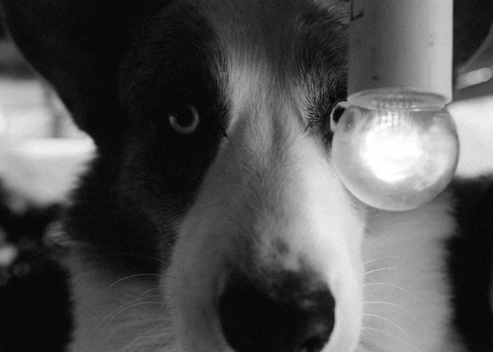 Фотограф анималист в Москве Ольга Агушева