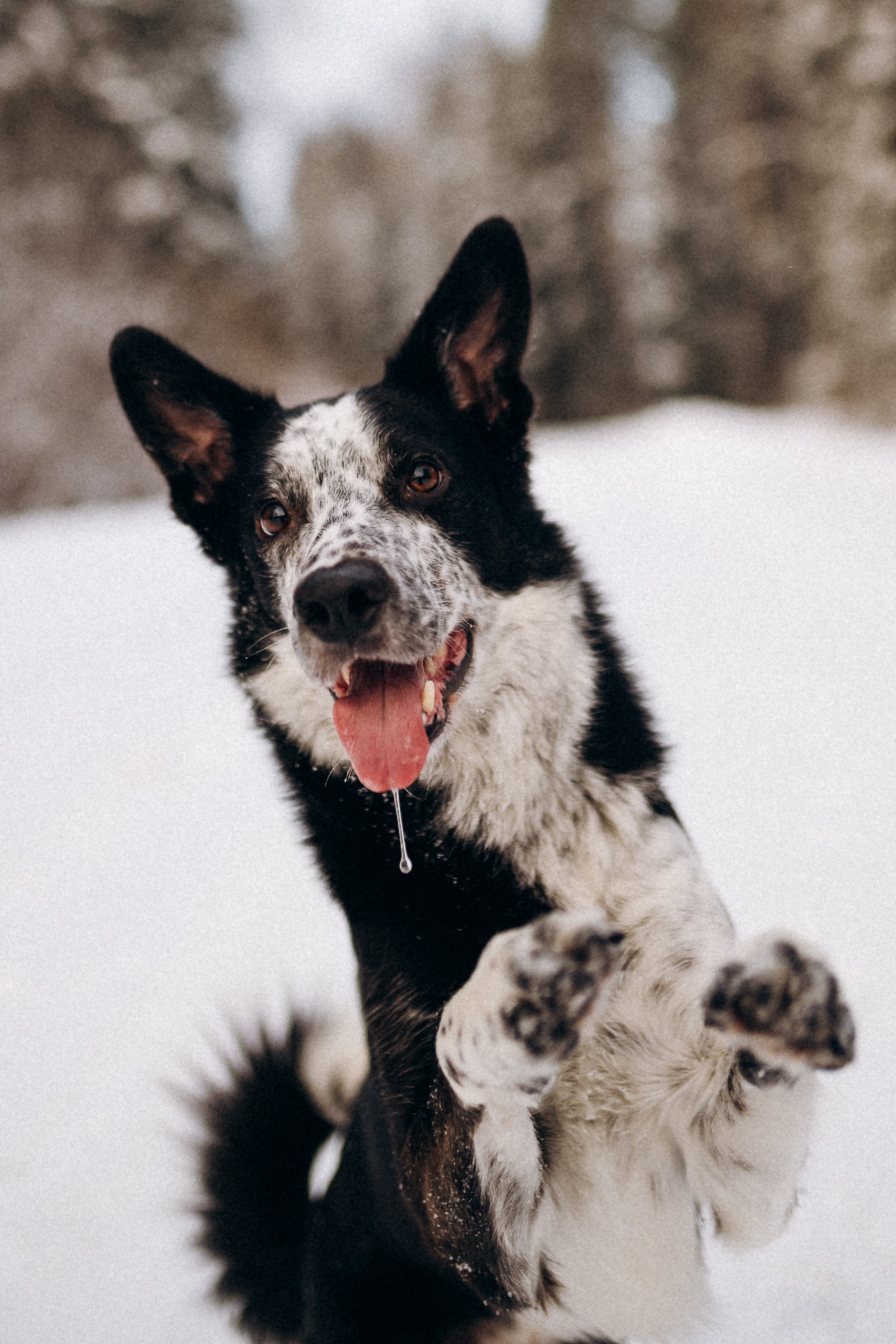 Аня и Милан. Фотограф анималист в Москве Ольга Агушева