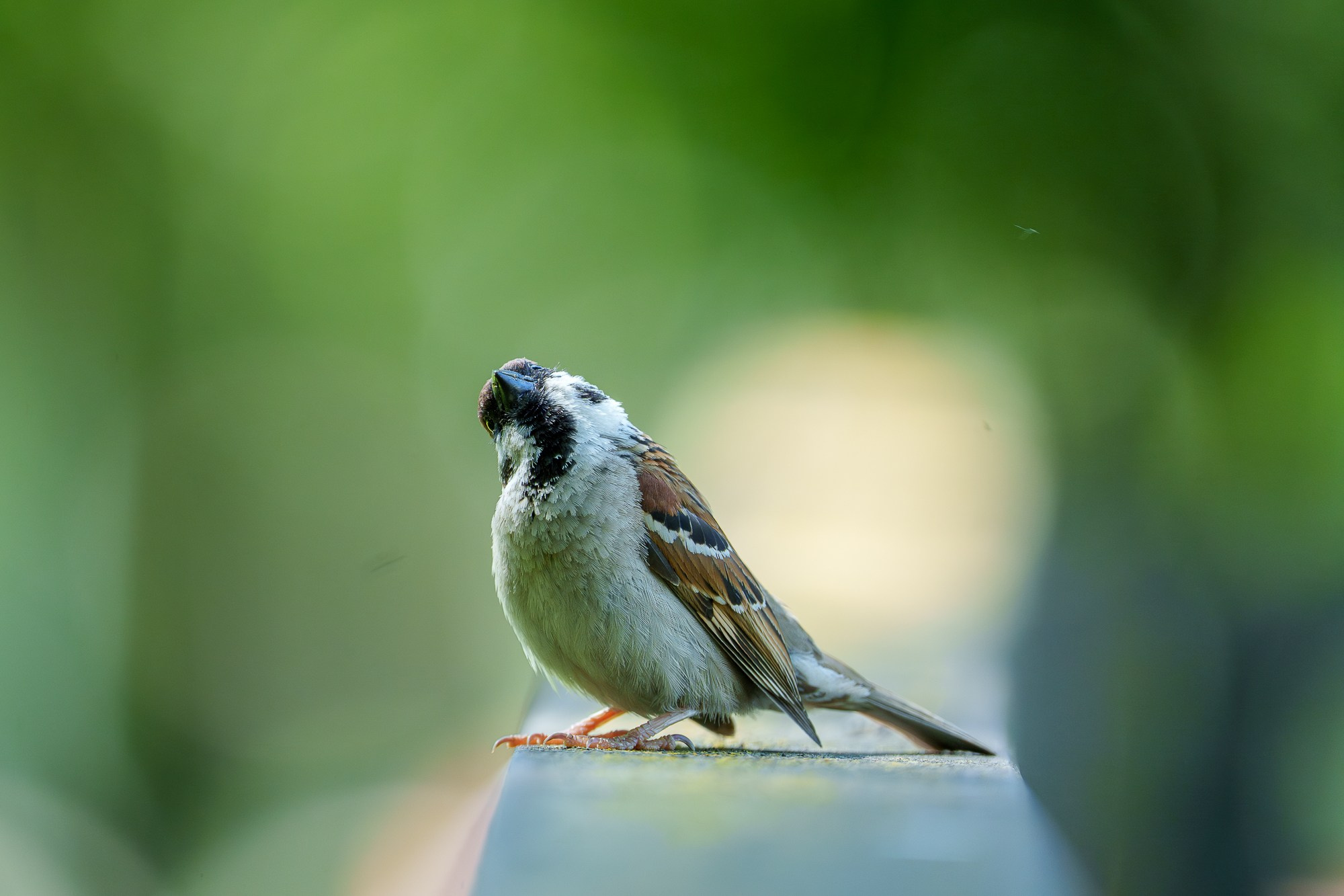 Удивительные мир птиц. Вокруг нас столько прекрасного — присмотритесь!. Ваш личный фотограф Марина Волкова