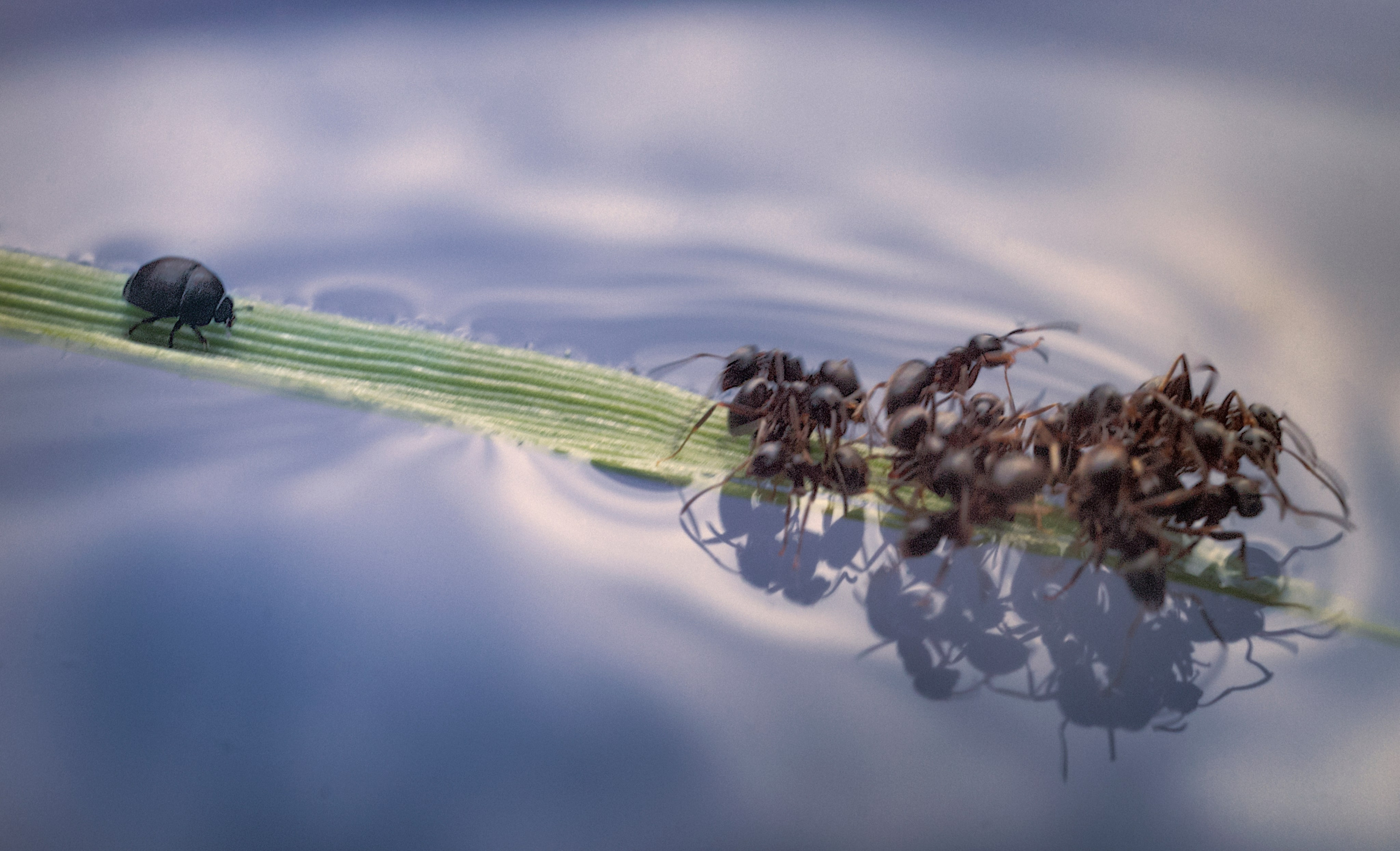 Макро. Фотограф Лагутин Анатолий