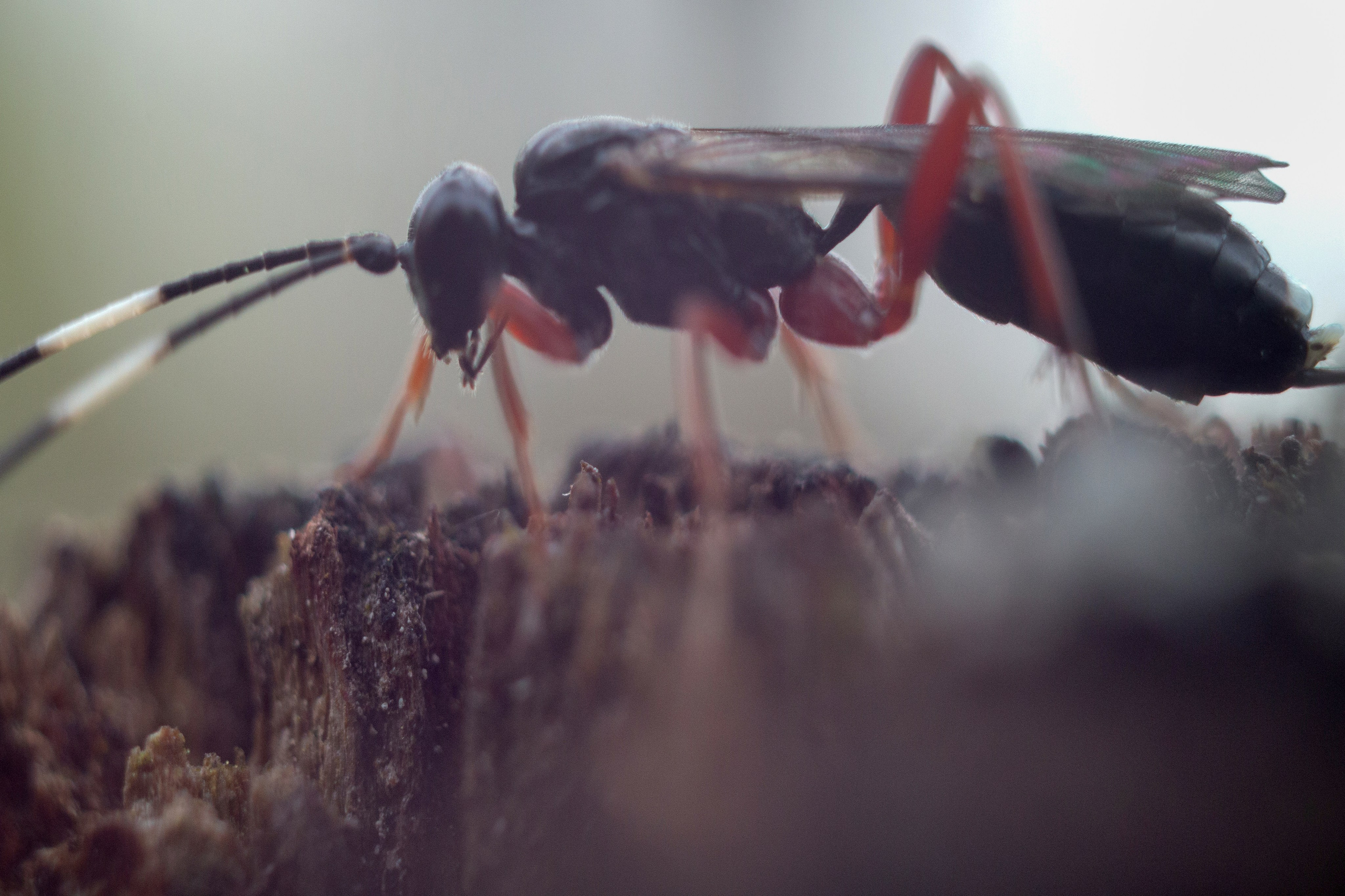 Макро. Фотограф Лагутин Анатолий