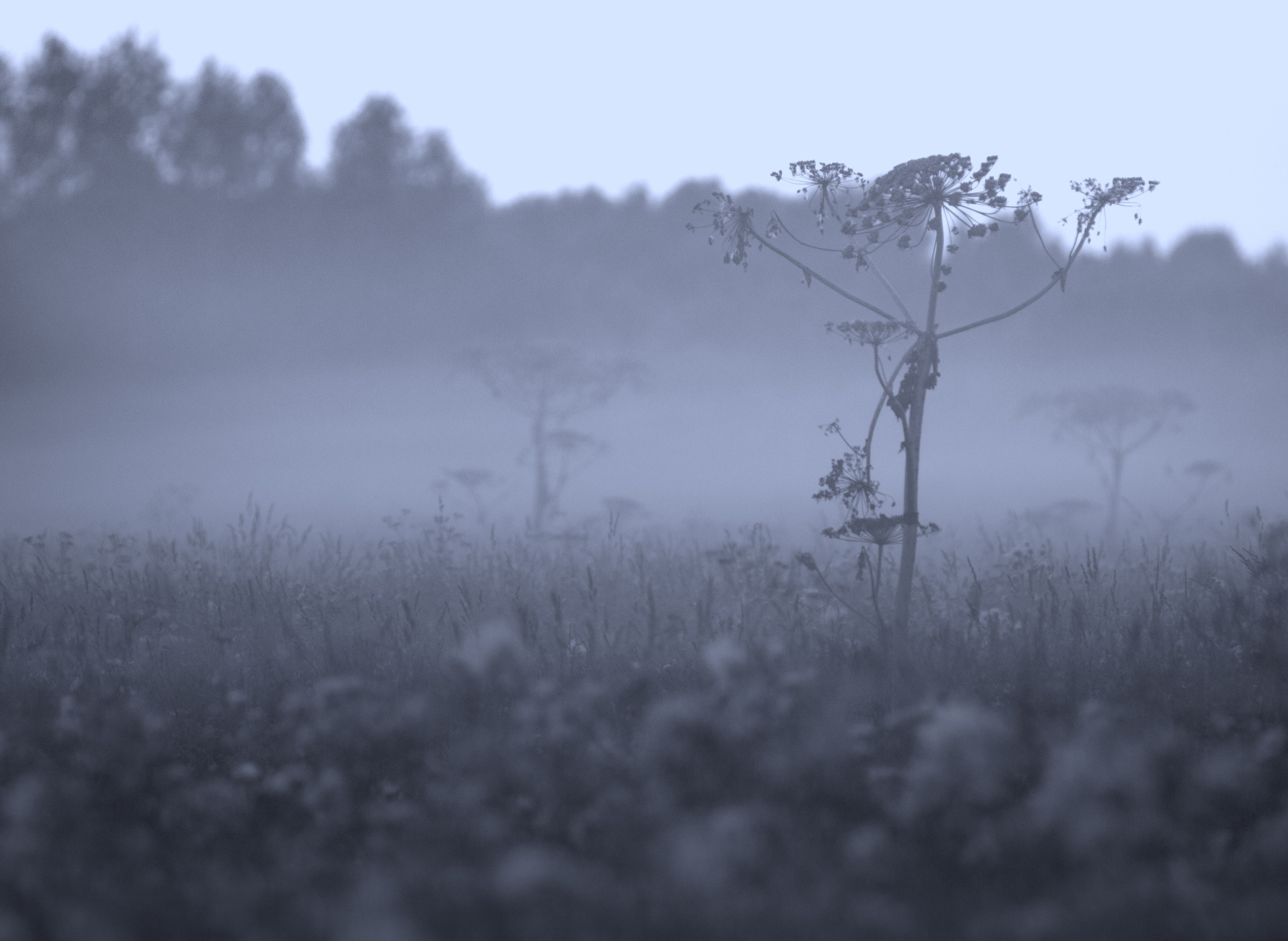 Фото. Фотограф Лагутин Анатолий