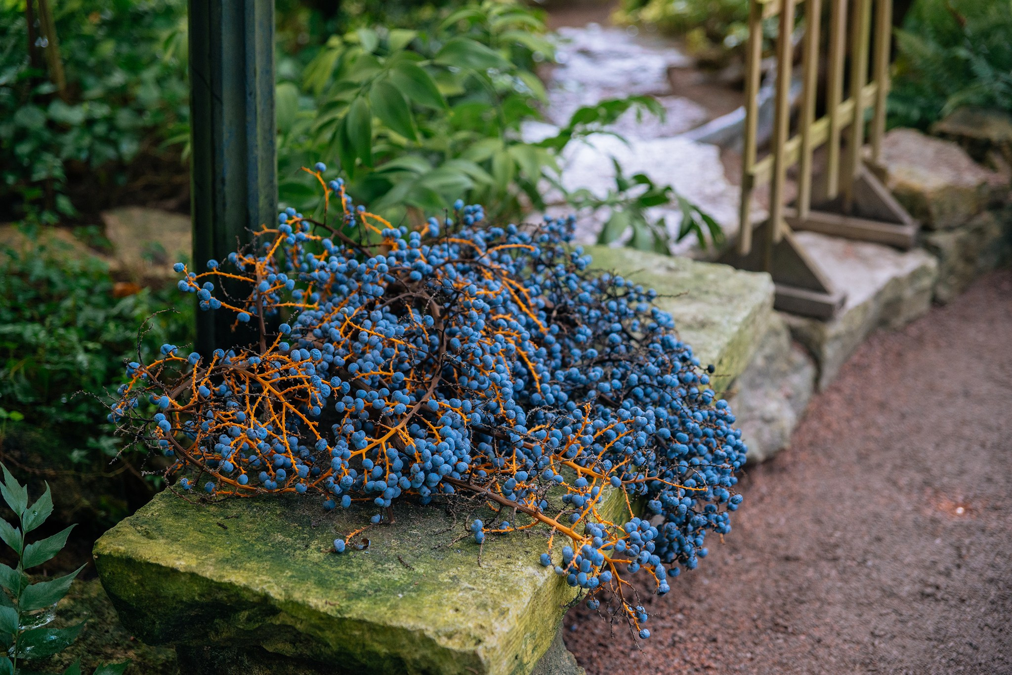 Ботанический сад. Субтропический маршрут. Март 26. Репортажный фотограф в Санкт-Петербурге Анастасия Клёпова