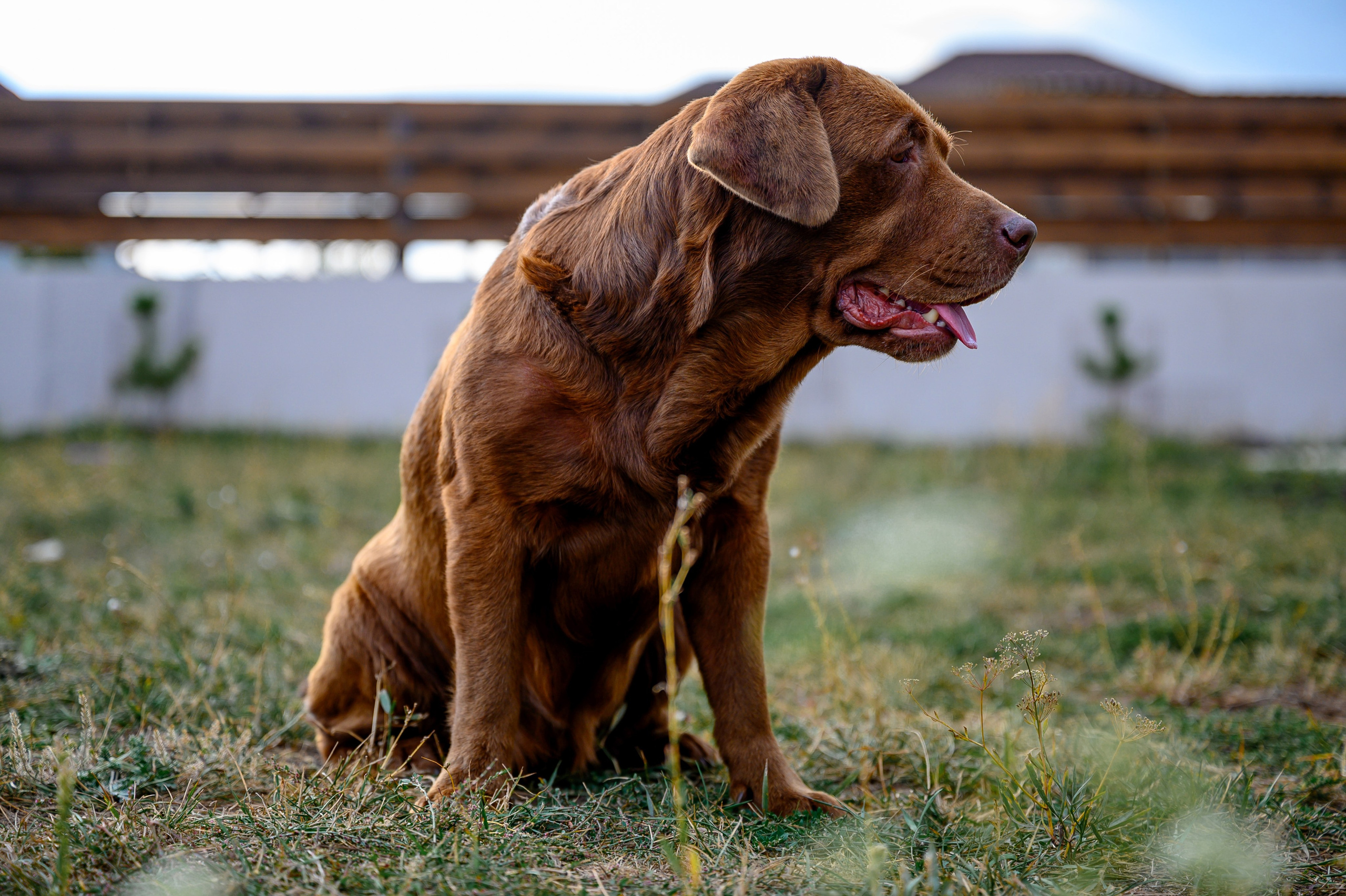 Спаниель и Лабрадоры. Bazarkom-photo.ru Фотограф Виктор Оськин в Старом Осколе