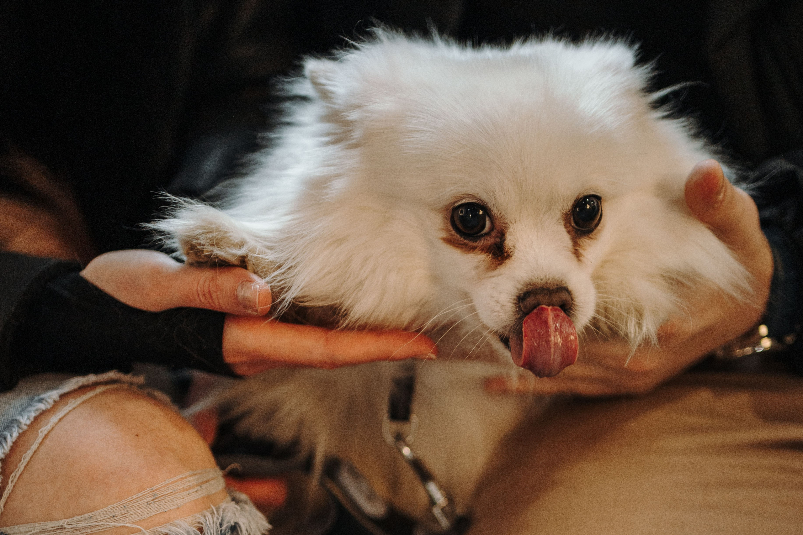 Шпиц Мася и ее семья