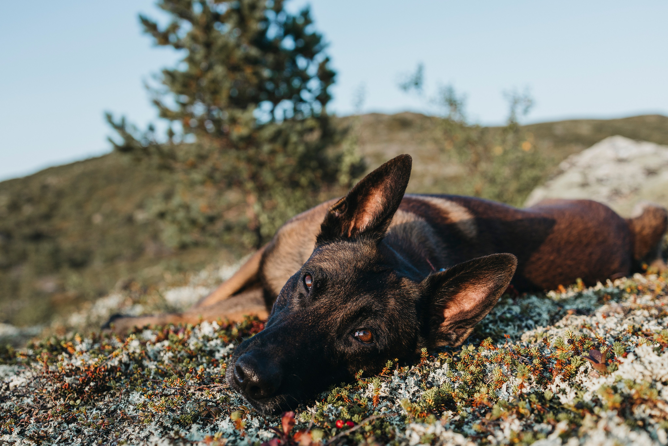 Горы. Фотограф-анималист Анна Маринич