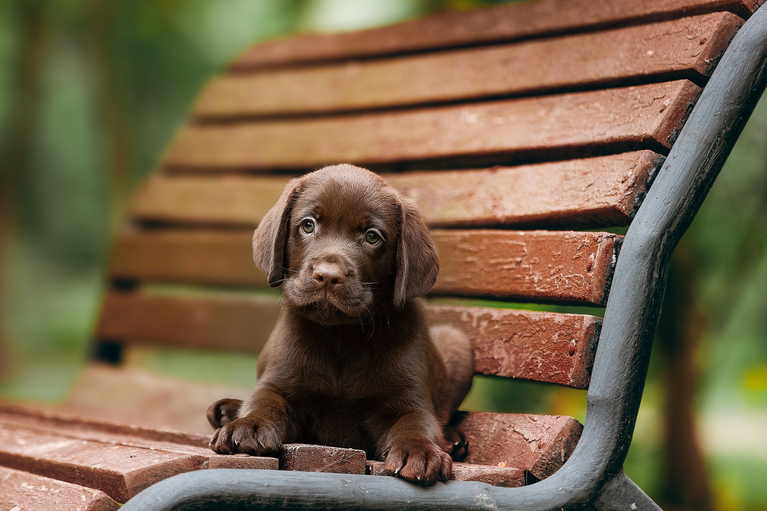 Фотосессии помётов щенков. Фотограф. Фотограф-анималист. Москва