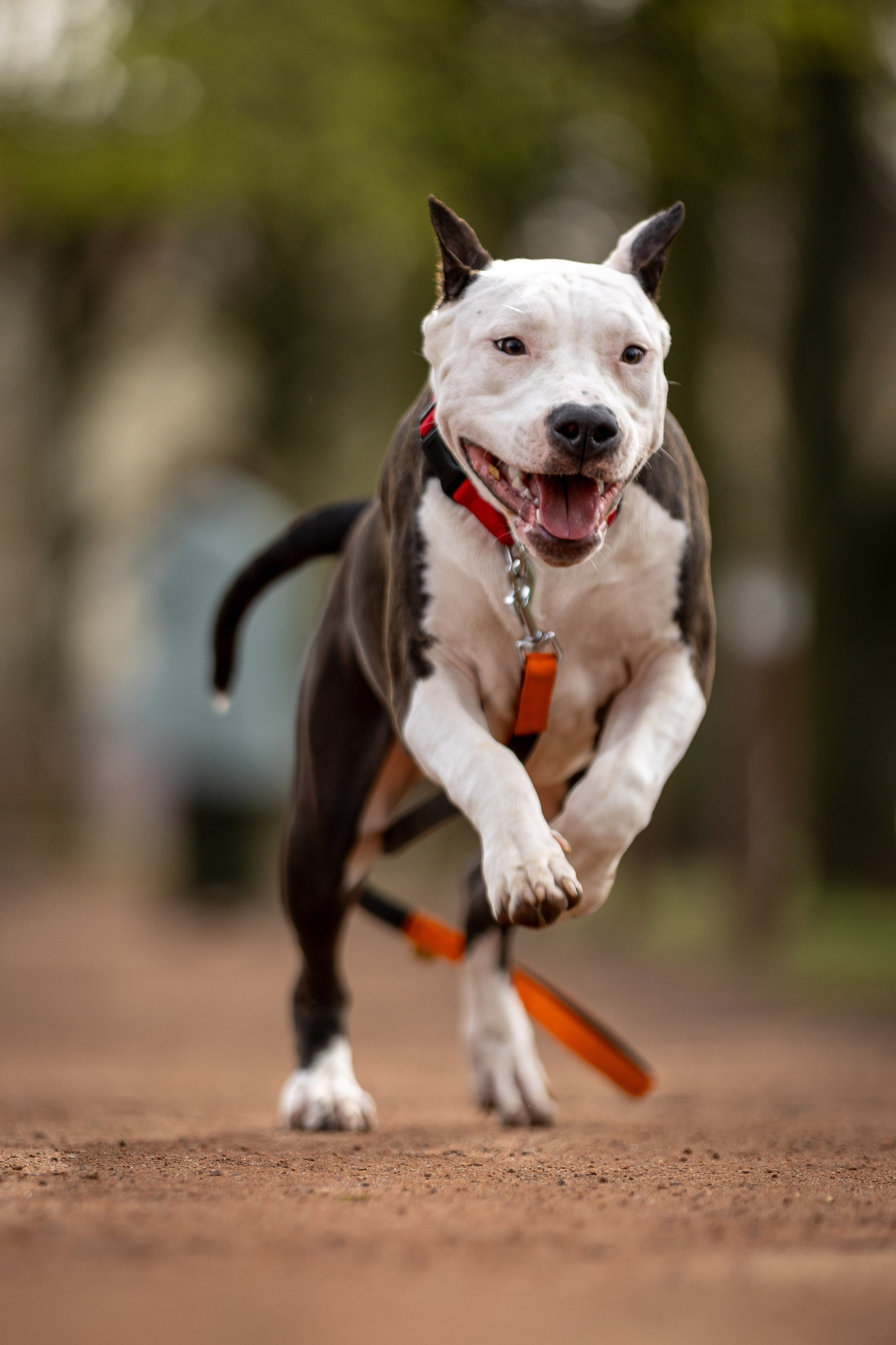 Афина и Мора, Стаффорды. Ирина Голомб|Фотограф-анималист в  Сочи и Калининграде