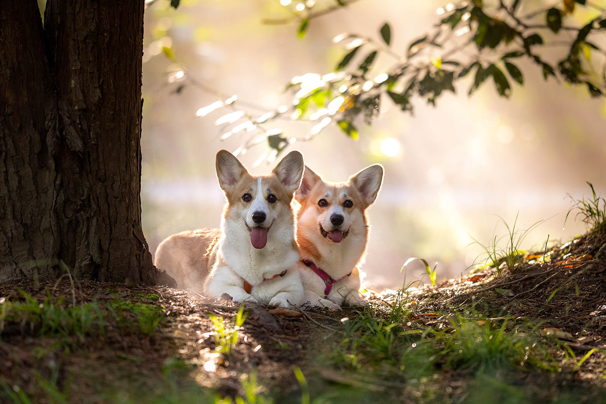 Лиса и Деви, корги. Ирина Голомб|Фотограф-анималист в  Сочи и Калининграде