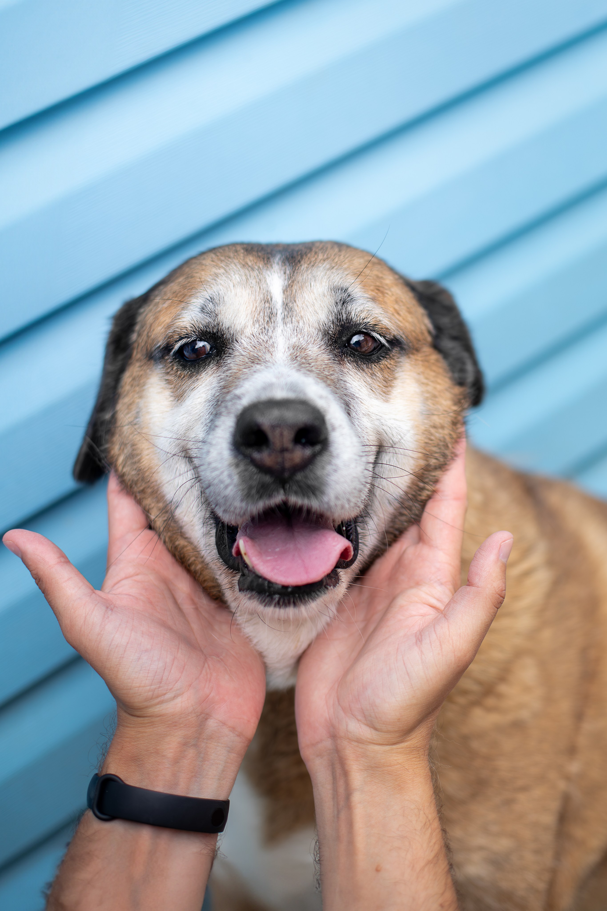 Мини-приют «Возрождение». Ирина Голомб|Фотограф-анималист в  Сочи и Калининграде