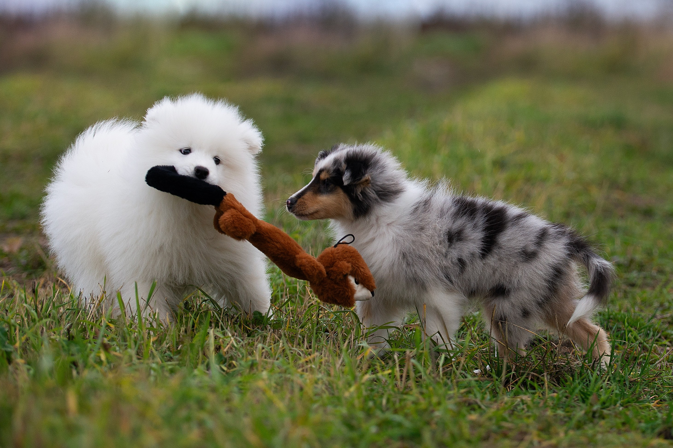 Собаки питомника Версаль. Творческий фотограф Вологда