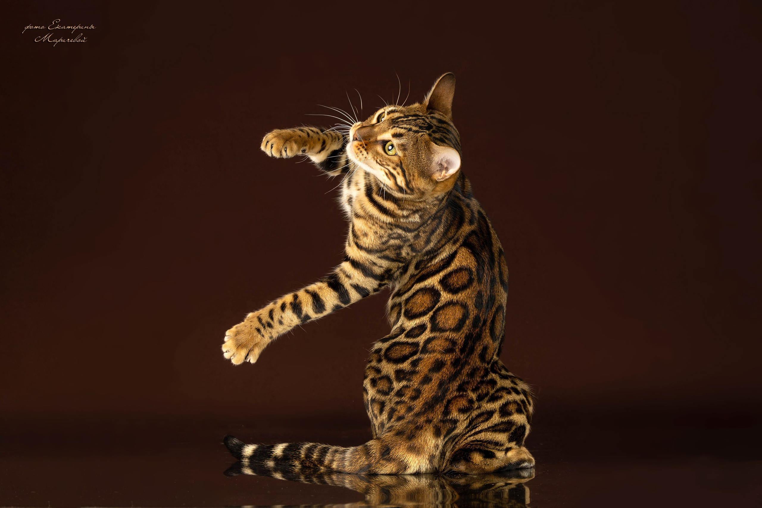 Коричневые фоны. Фотограф-анималист в Омске Екатерина Маричева