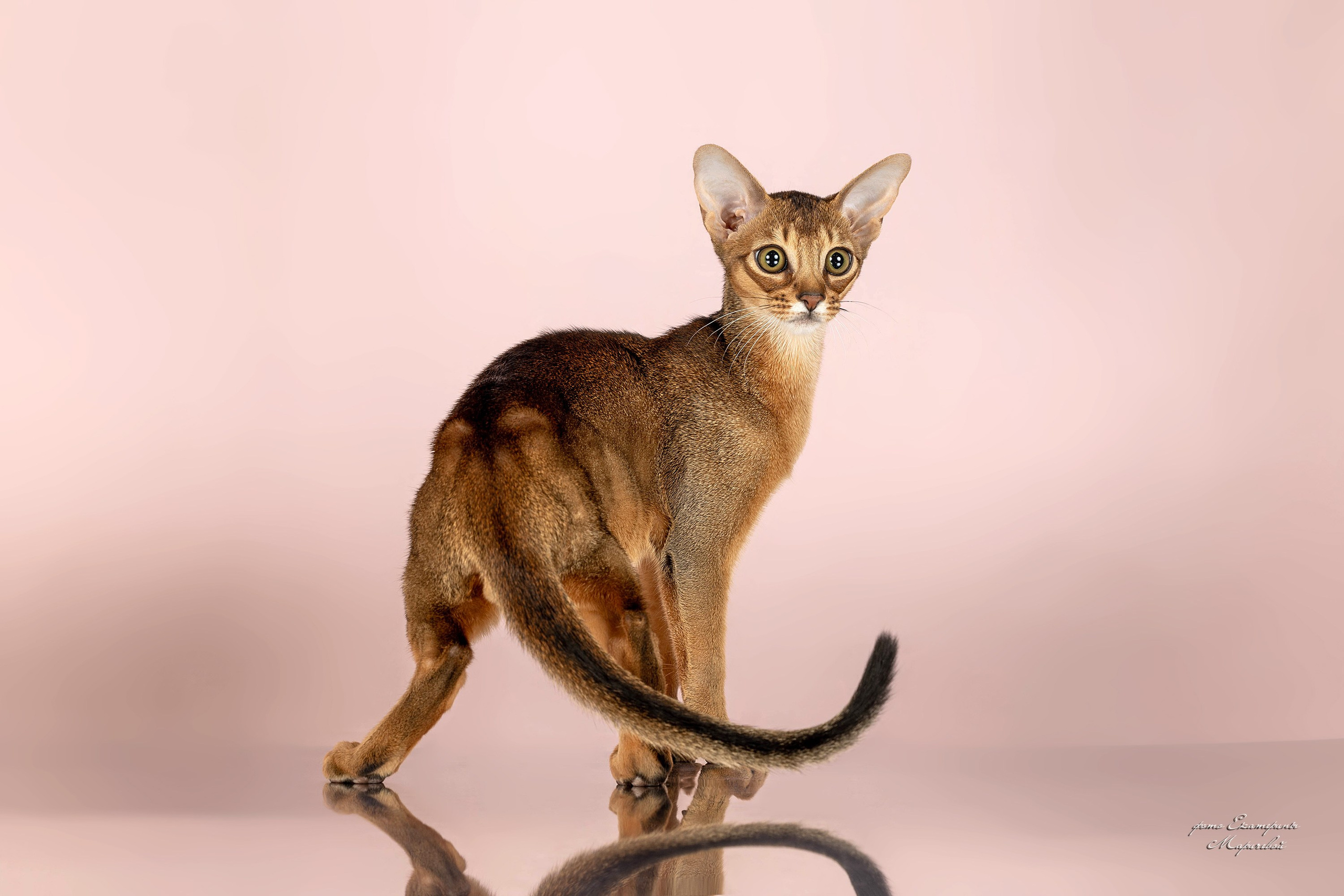 Стендовая съёмка на выставках кошек. Фотограф-анималист в Омске Екатерина Маричева