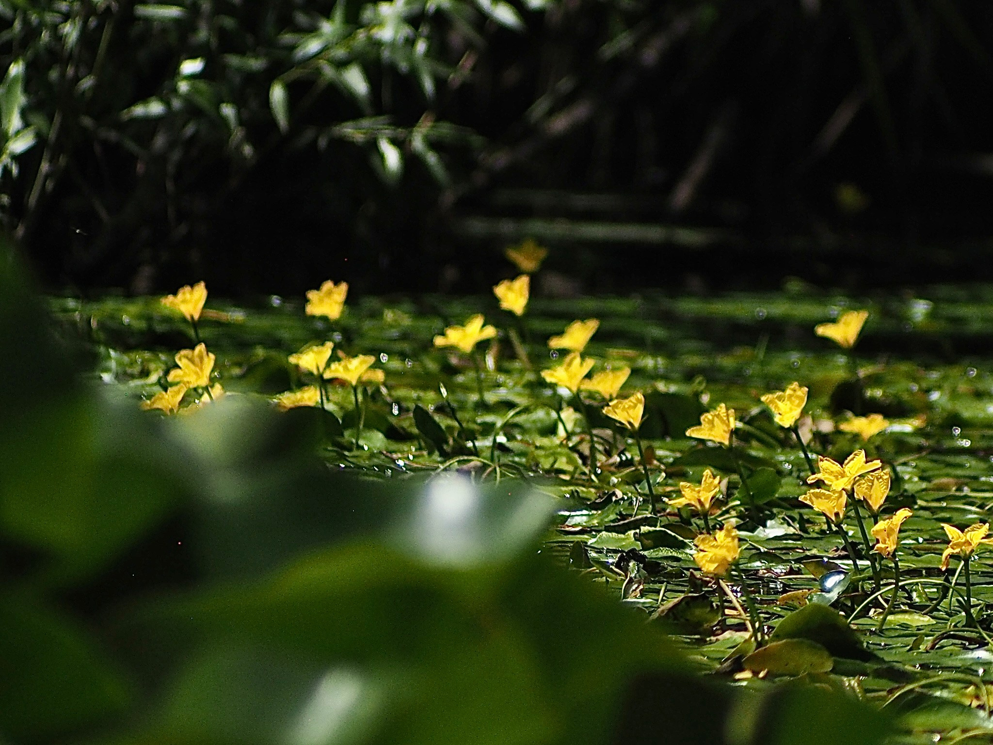 Флора и фауна. Смотри, красота!