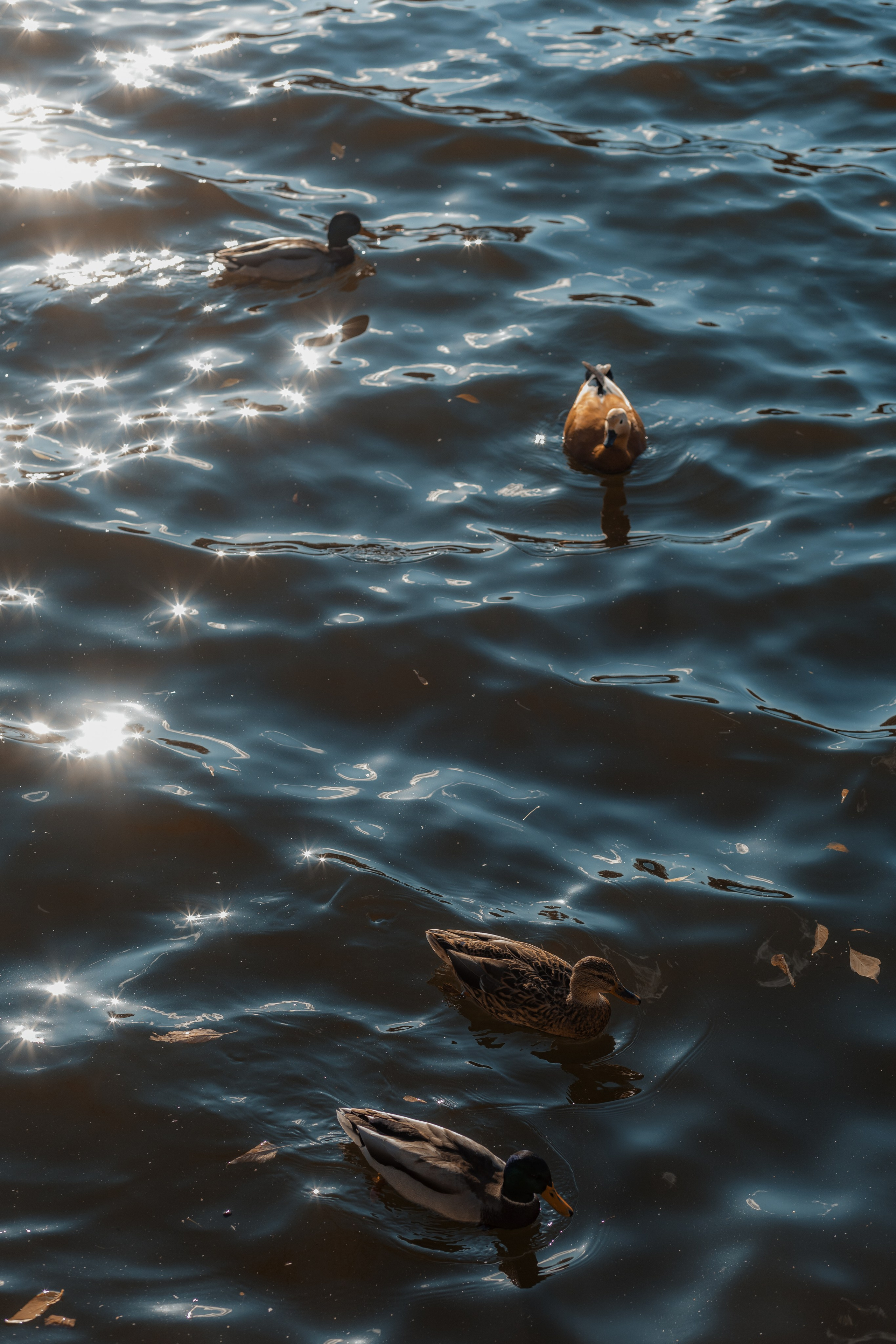 Мир вокруг. Фотограф и психолог Мария Маринова