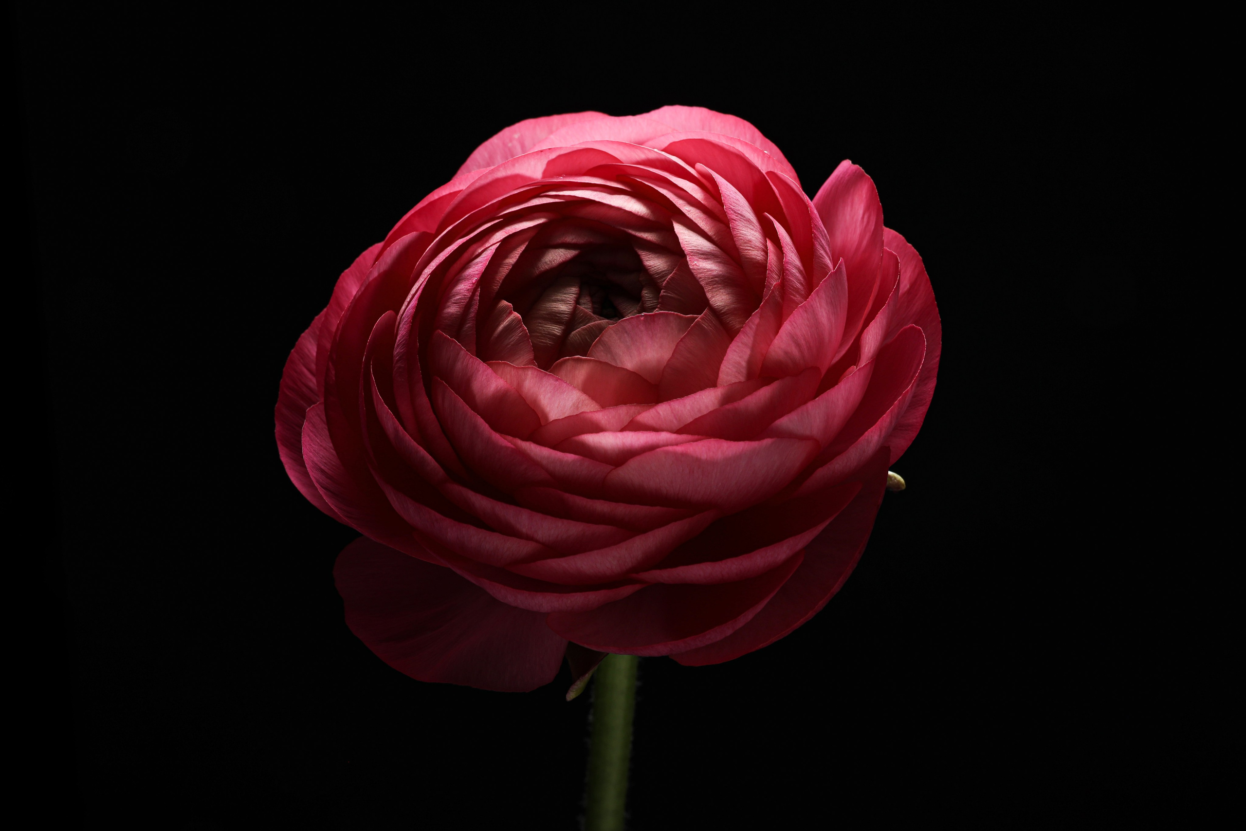 Предметная съемка. Фотограф Светлана Заплатина