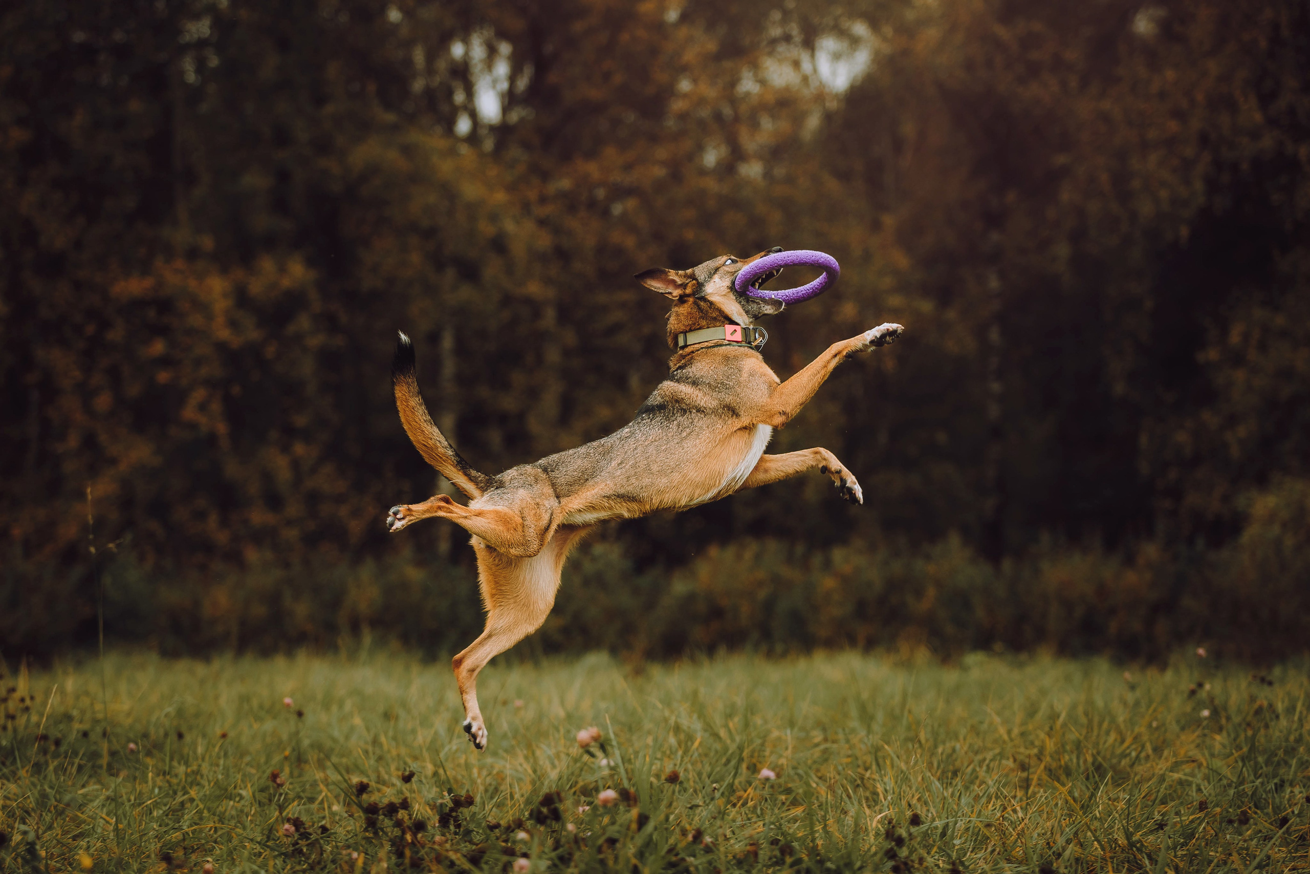 Как я выбираю, на какой объектив снимать животных?