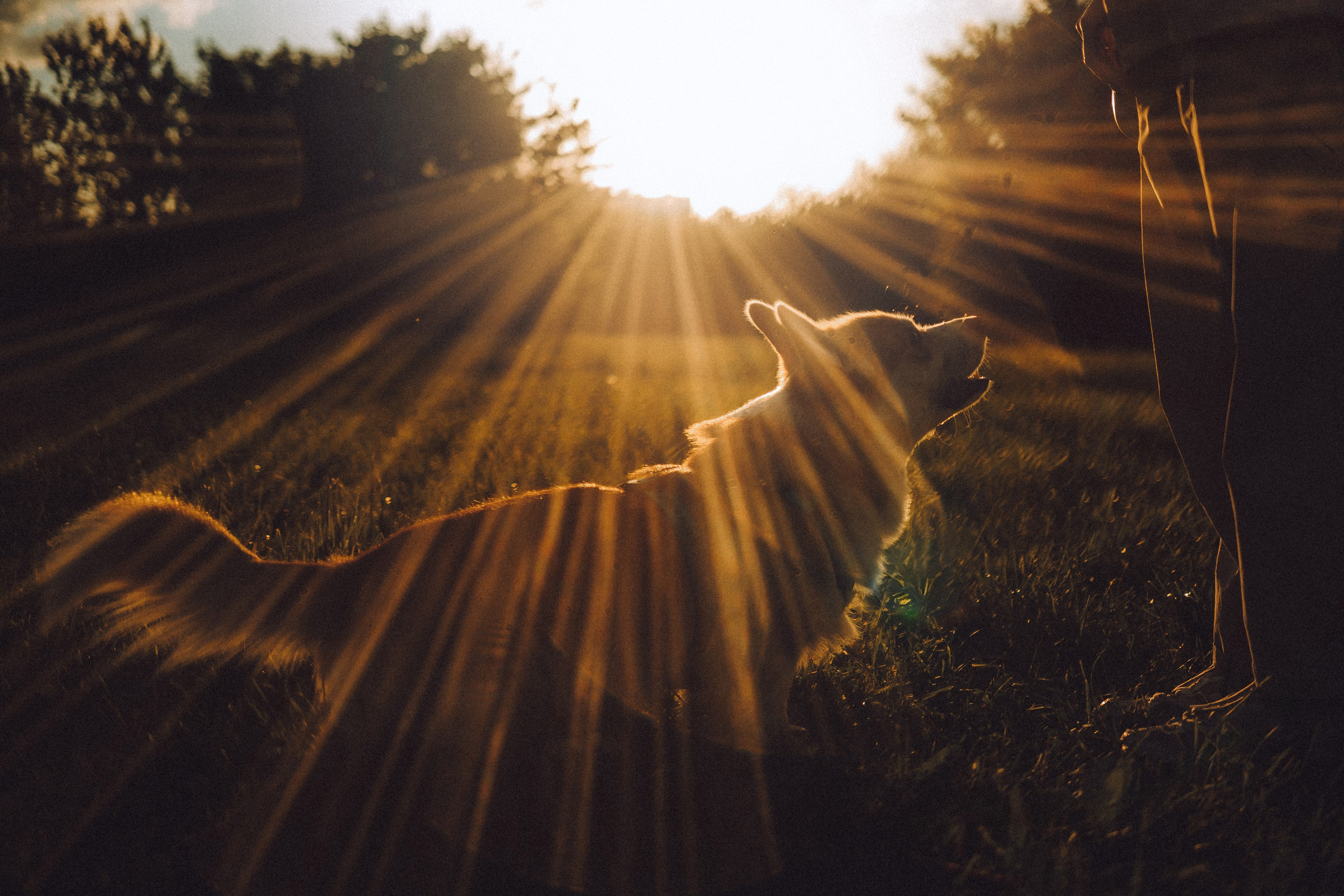 Вирджик и его семья