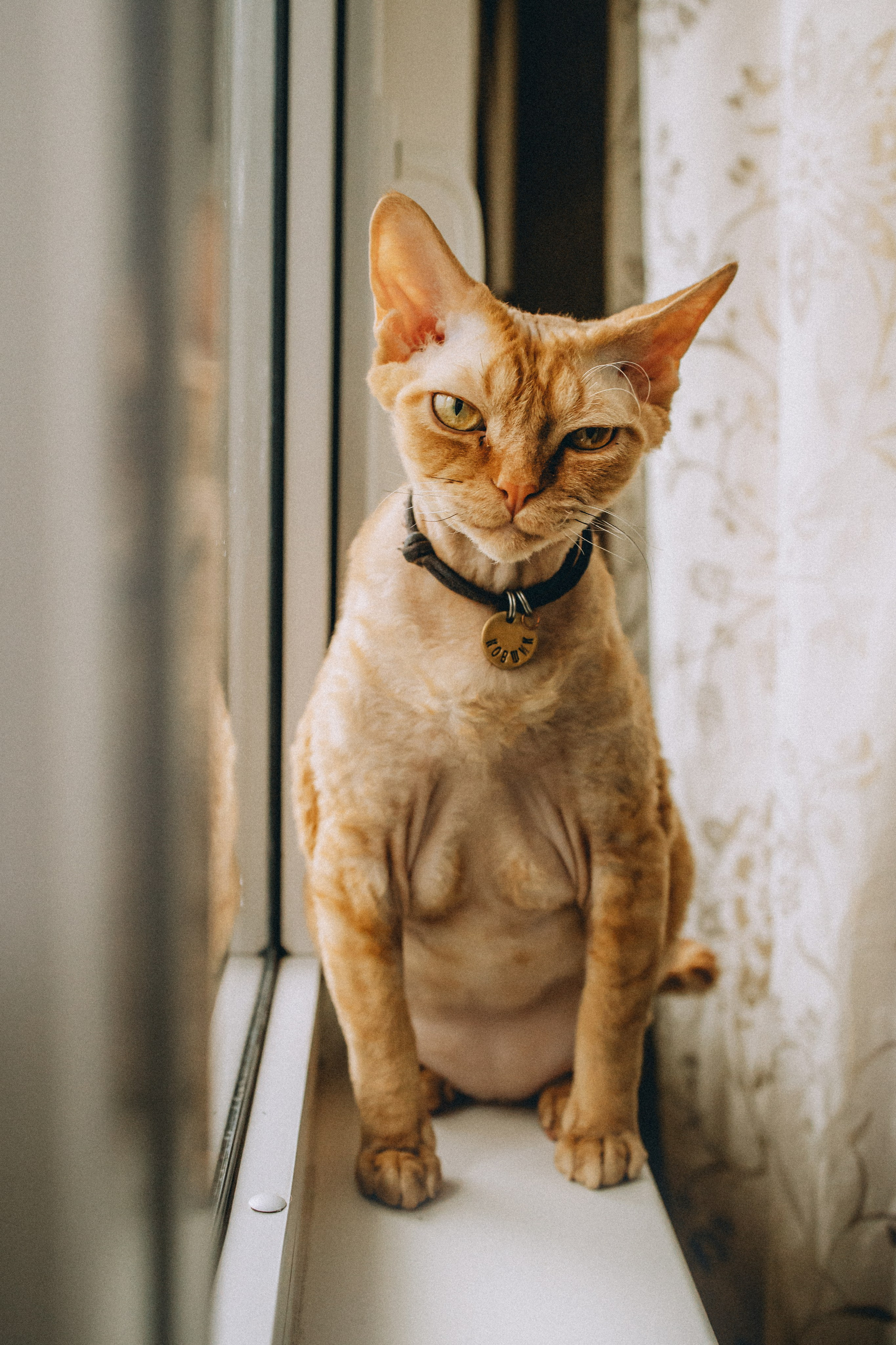 Гречка, Ковш и их семья