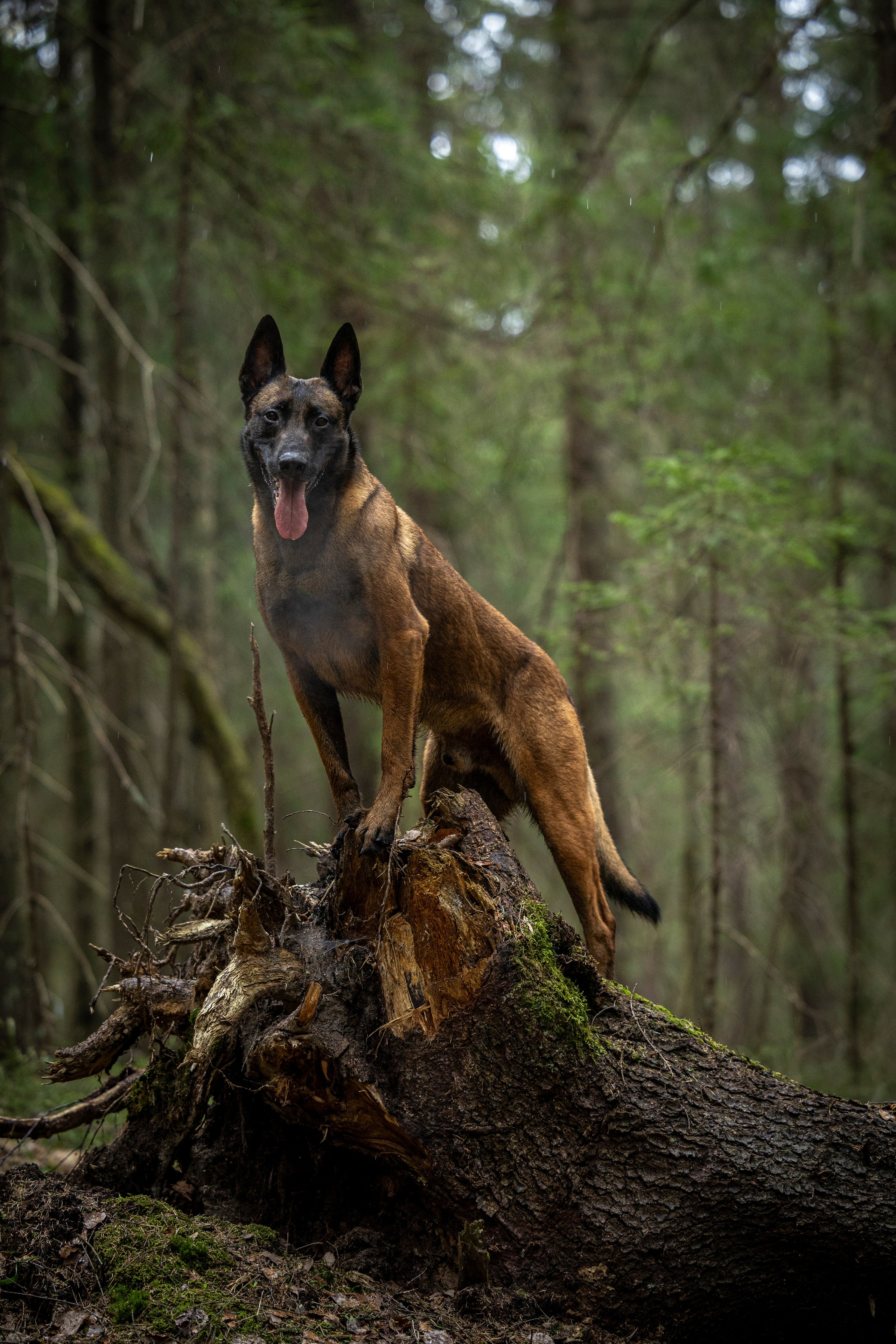 Миура. Фотограф-анималист Анна Маринич