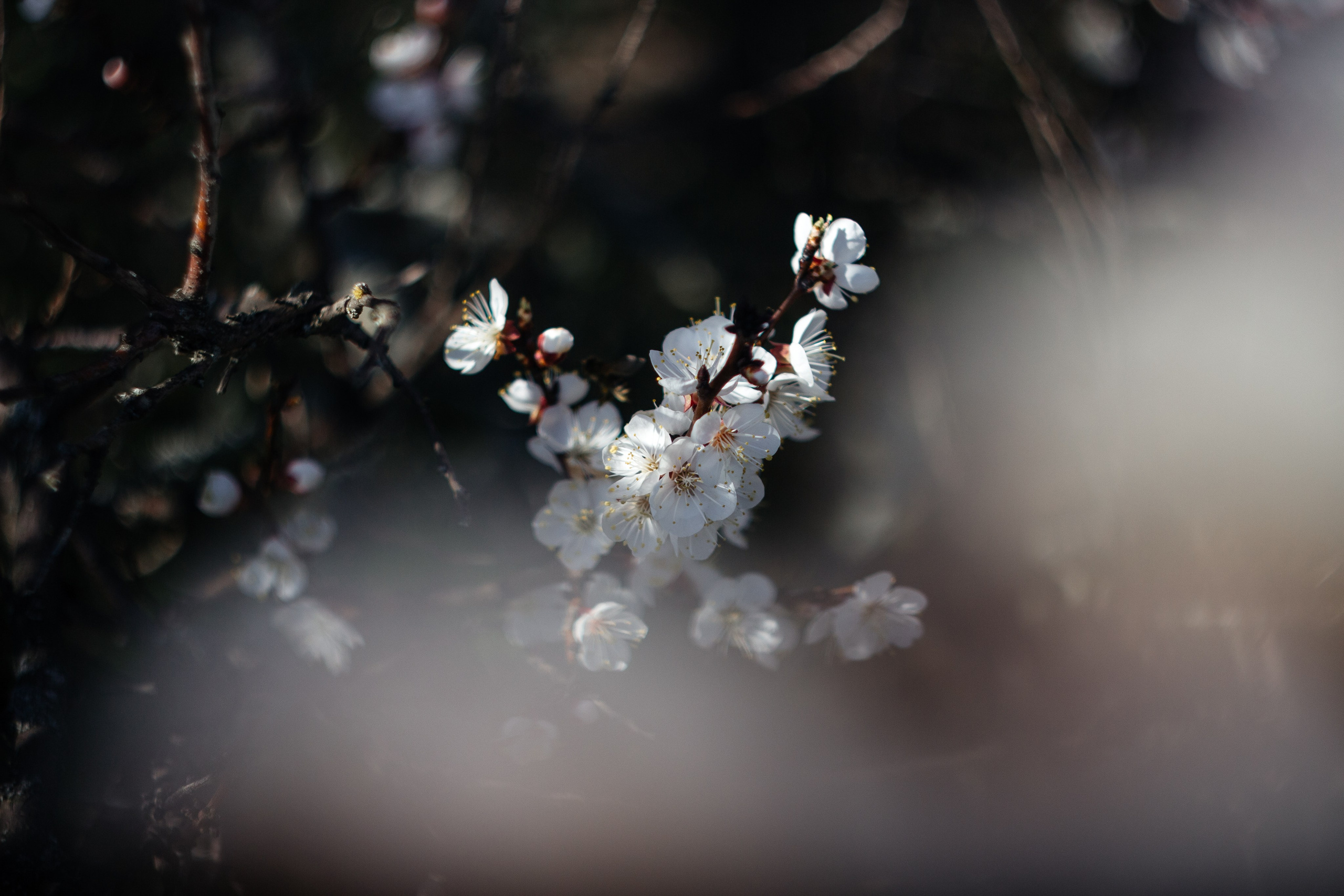 Helios. Photographer Mary Matveenko