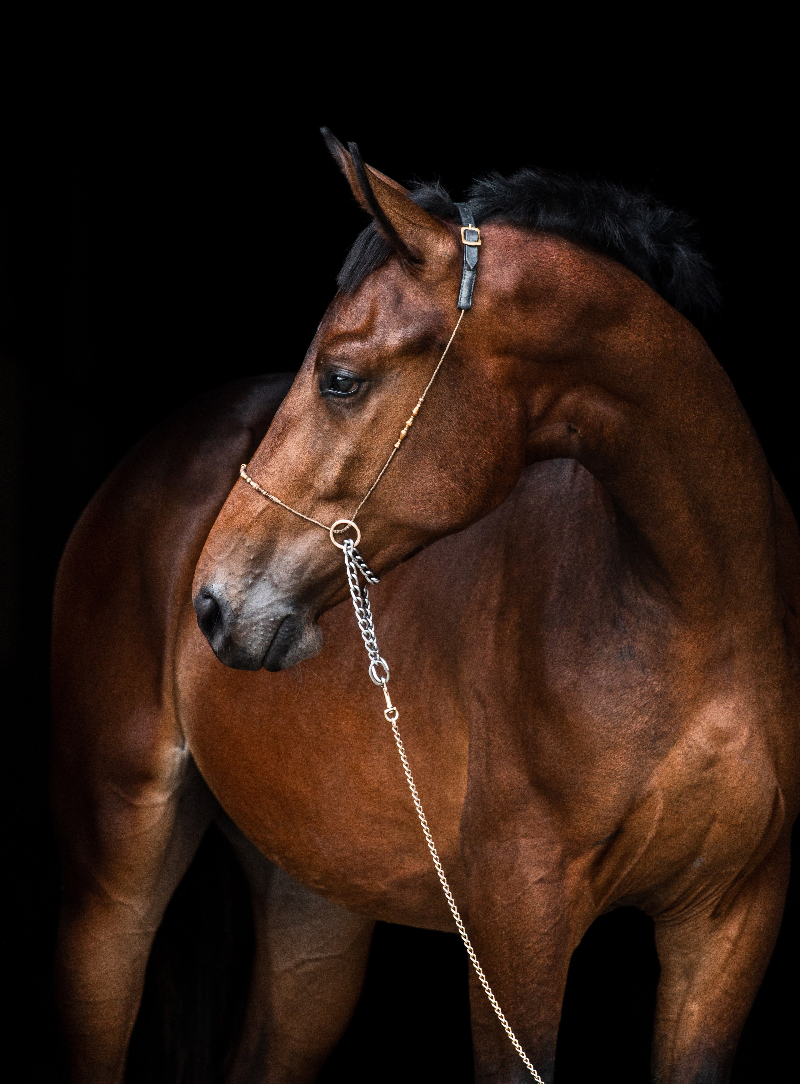 На черном фоне. Фотограф-анималист Ксендзова Кристина