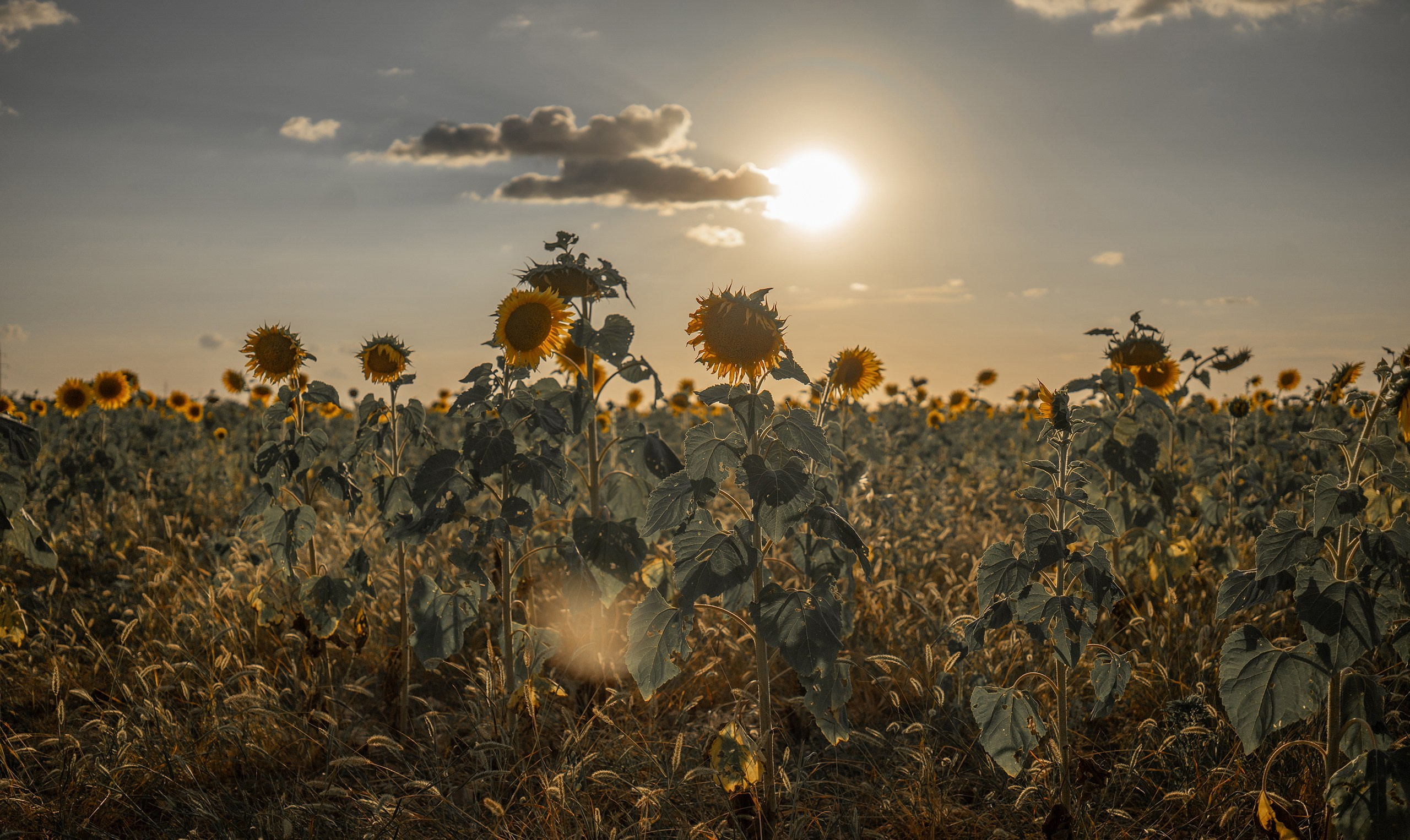 В подсолнухах. Фотограф | Крым | Бахчисарай | Симферополь | Севастополь