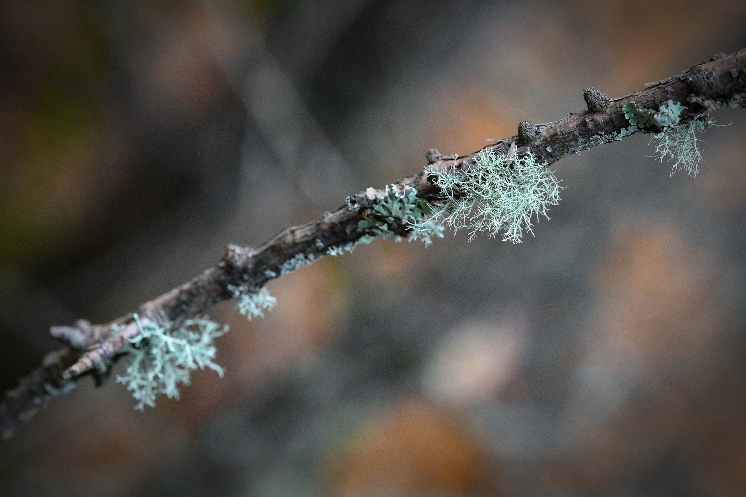 Осень. FotoGraf