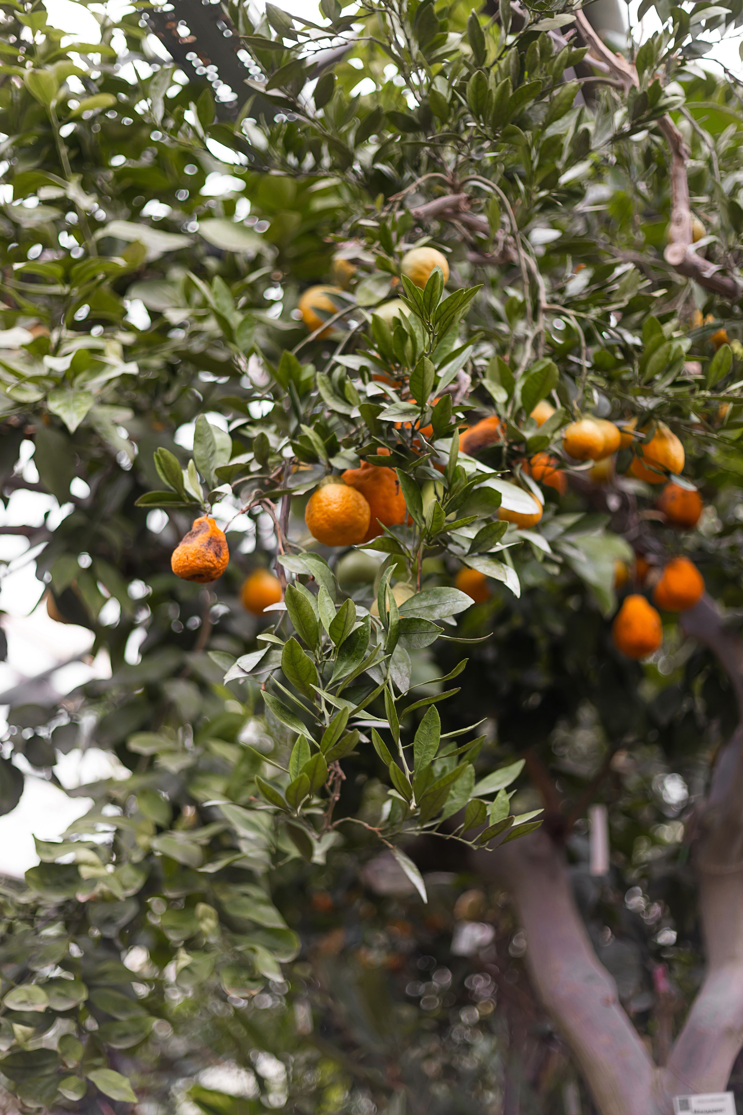 Виталий и Татьяна. Свадебный и портретный фотограф в Новосибирске Анастасия Рос