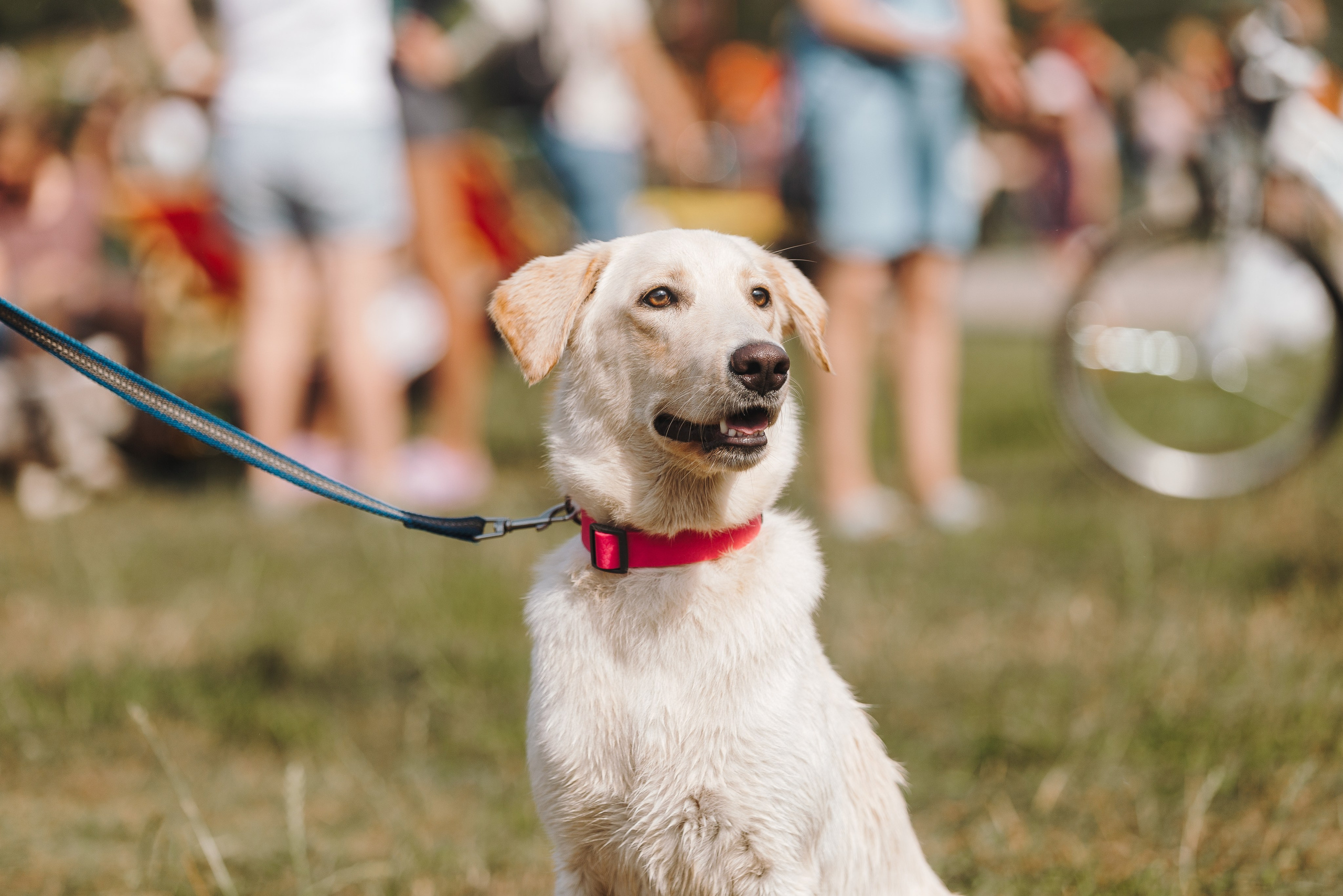 Petshop Sup day. Фотограф анималист Кристина Карпова, Москва