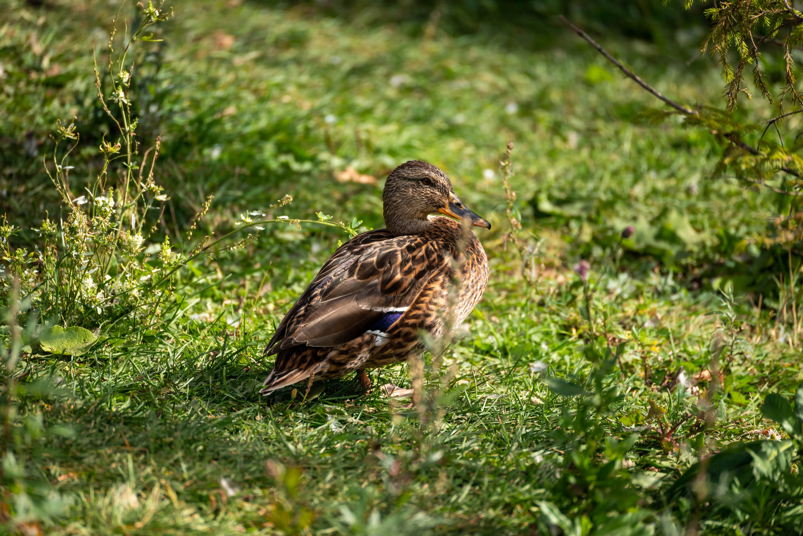 Другие работы. Фуд-фотограф в Кирове Антон Андреев