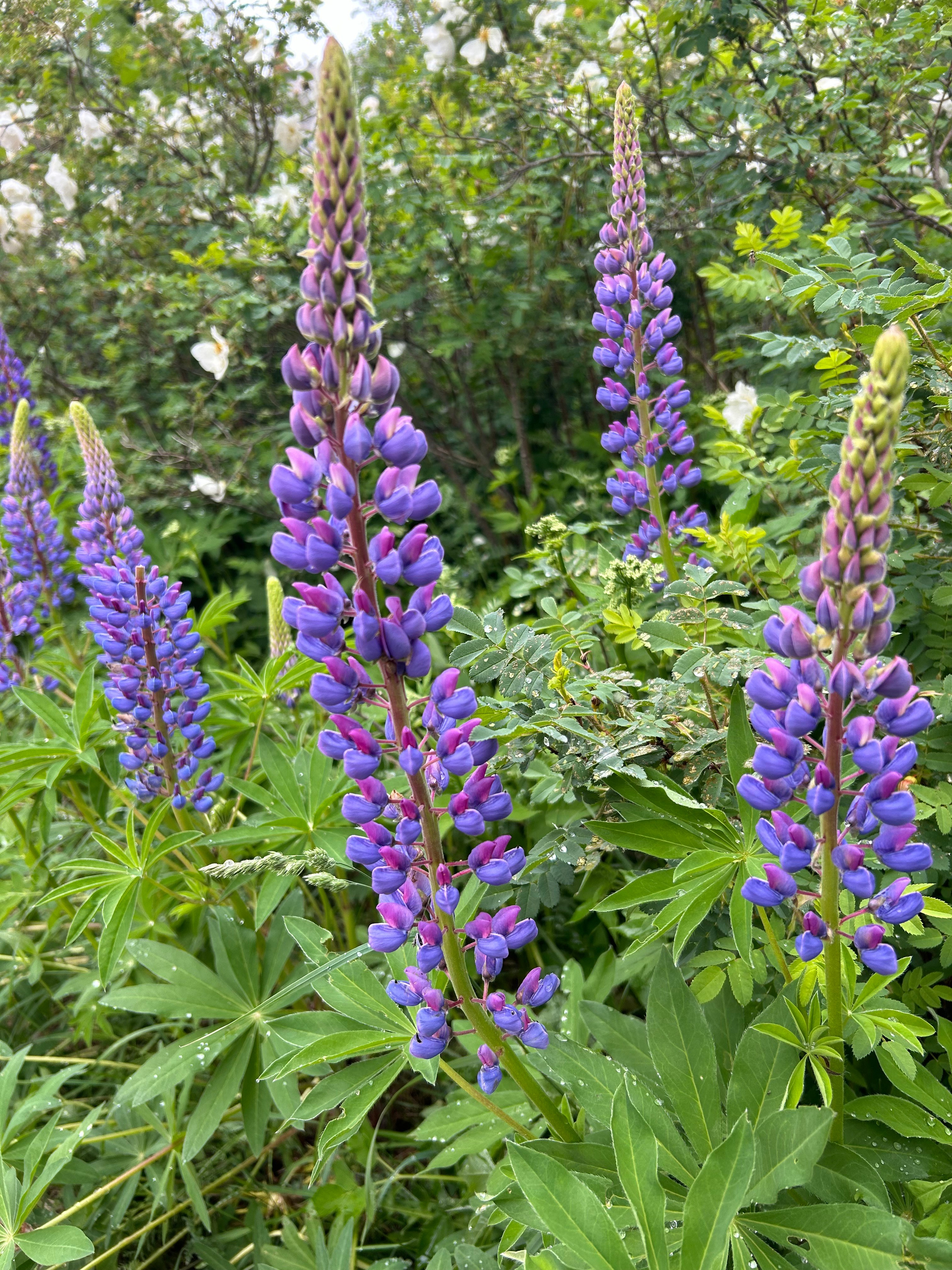 Цветы. Фотокружок «Видоискатель» ГБОУ СОШ № 291