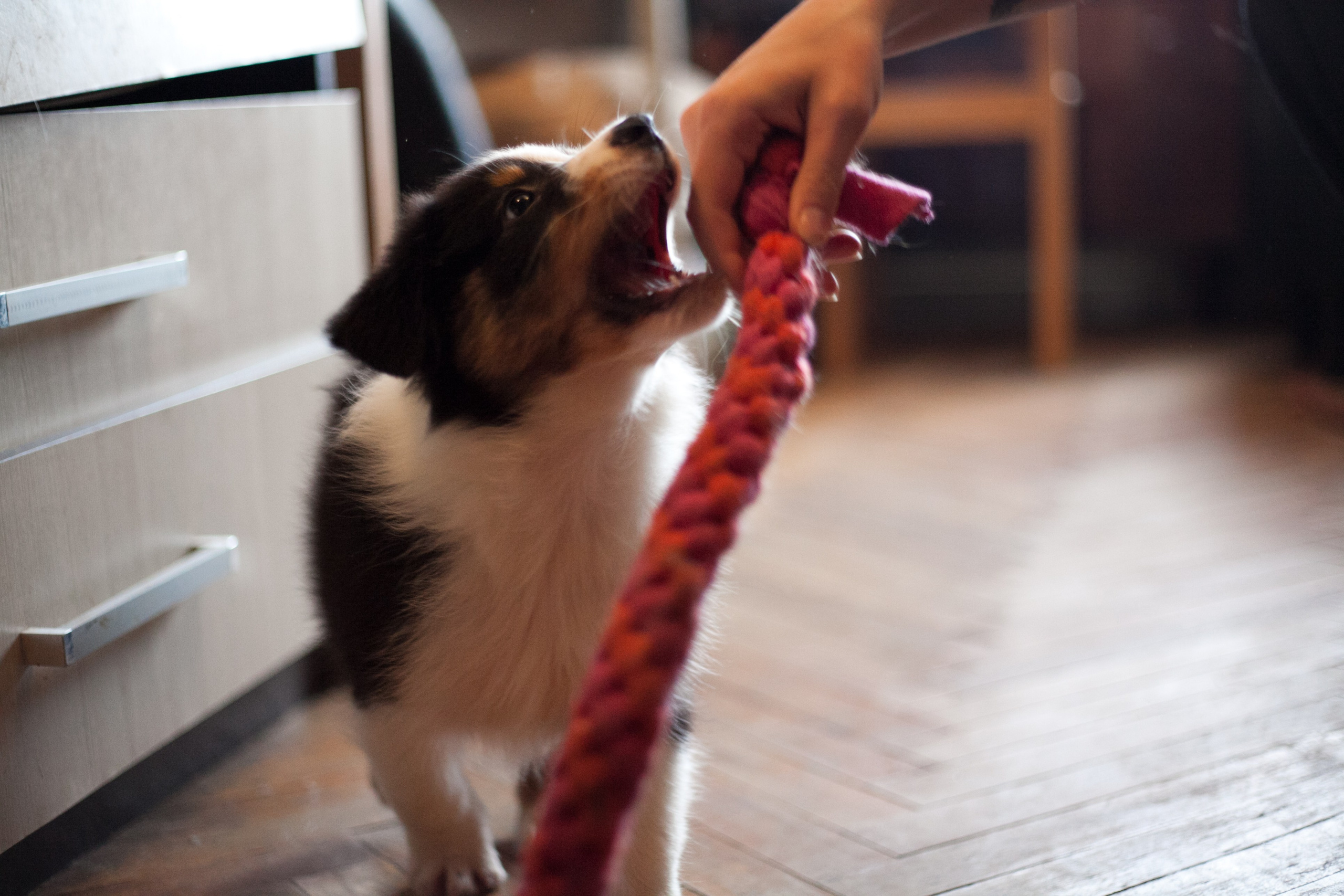 Рыся. BLGKV питомник собак