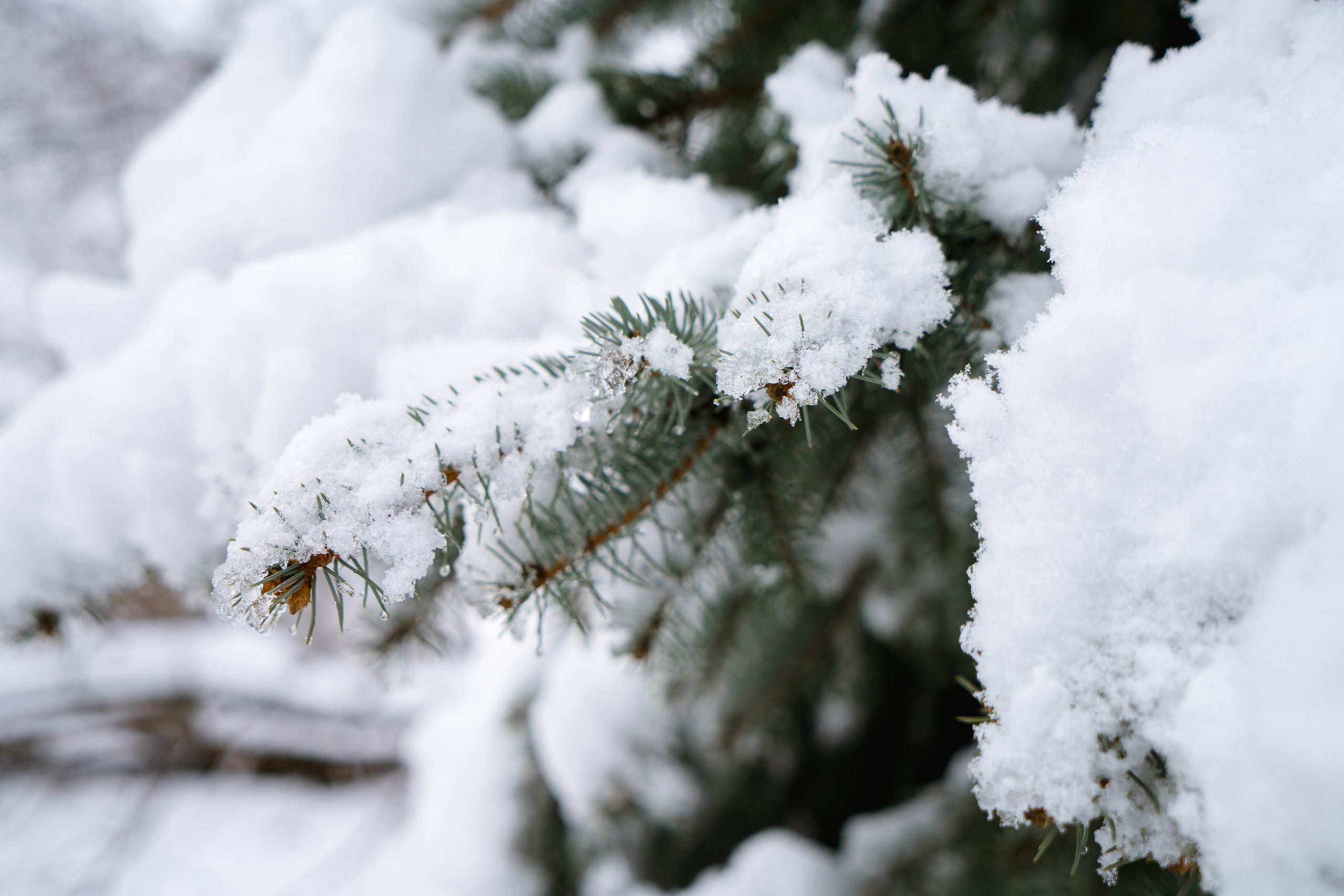 Зима 2024. Свадебный и семейный фотограф/видеограф в Краснодаре Наталья Осинская