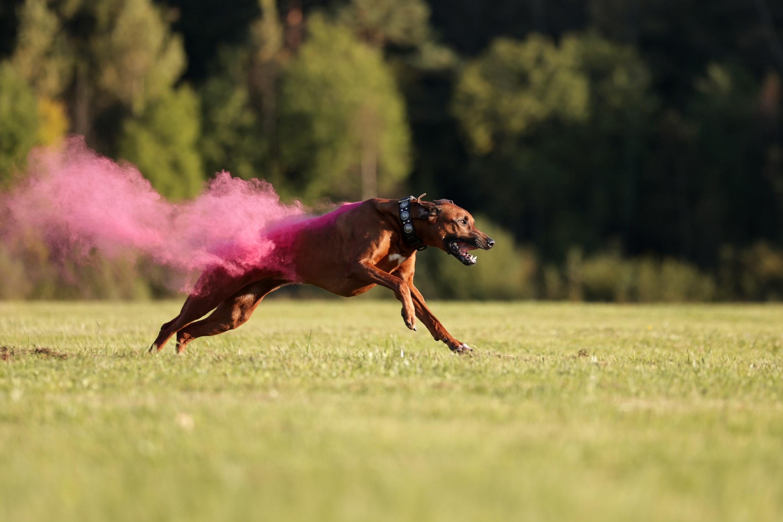 Съёмки с собаками. ESHE_PHOTO Фотограф в Москве и Московской области