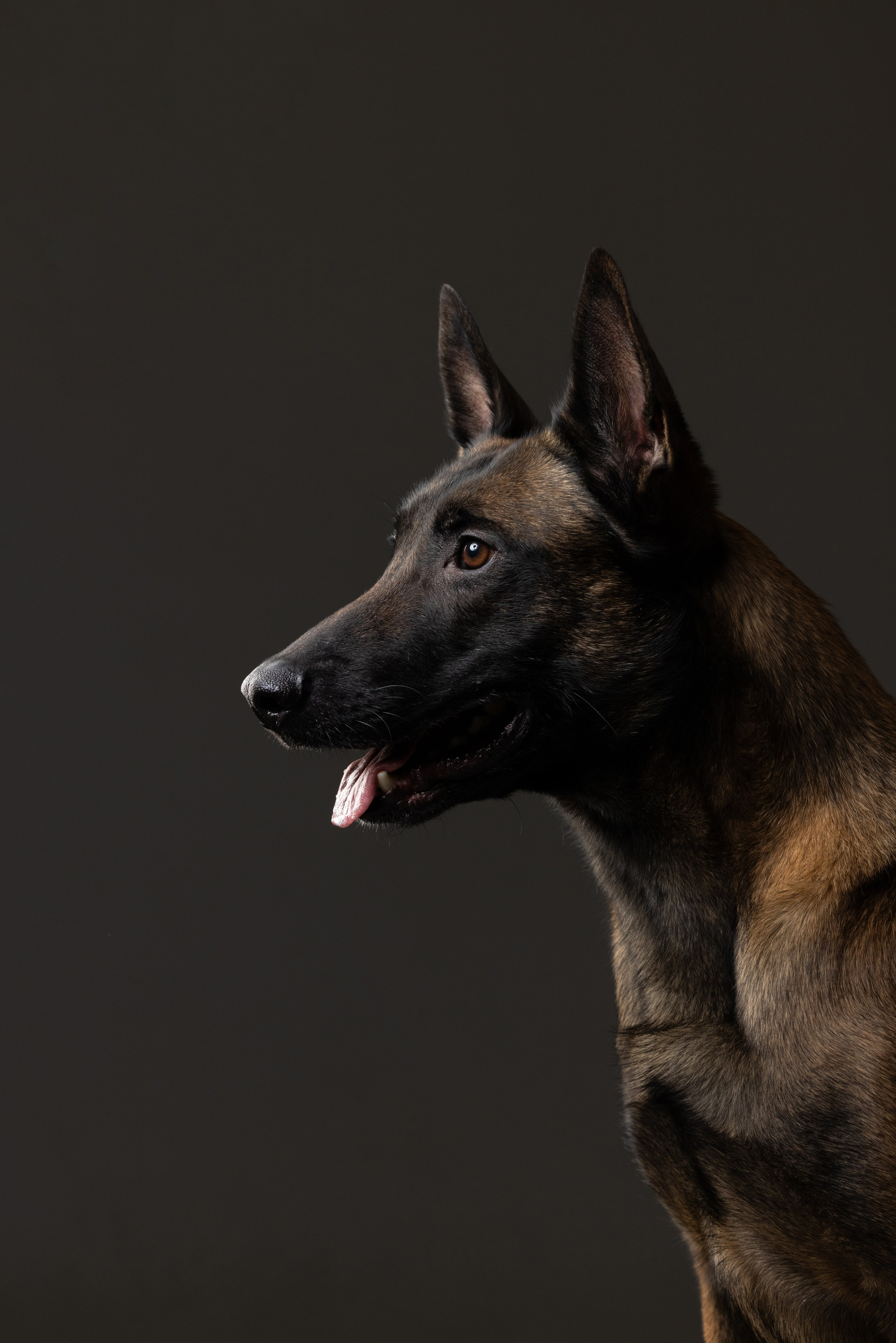 Рики и Гаруда. Фотограф анималист Осипчикова Мария